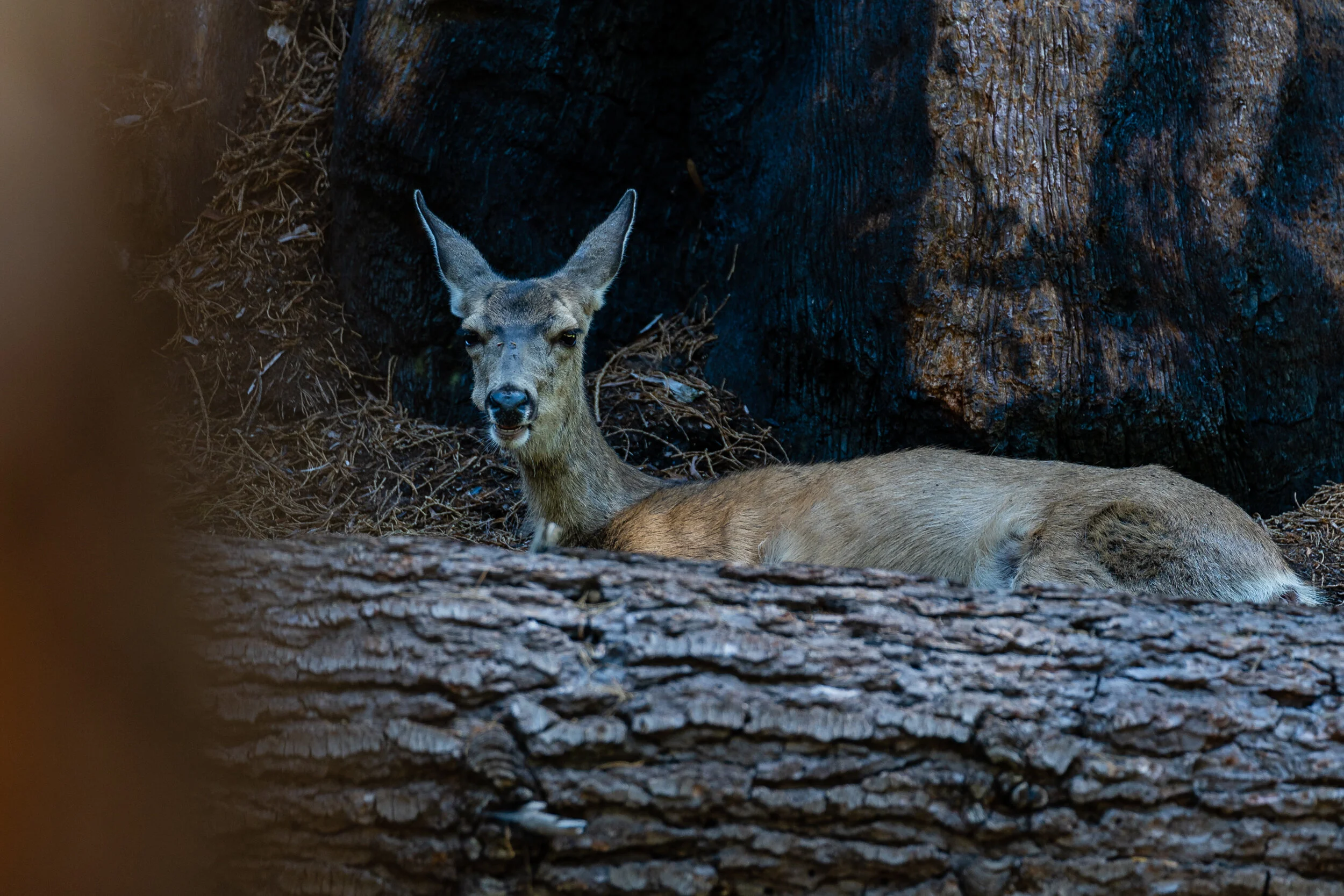 Sequoia 2020 (29 of 117).jpg