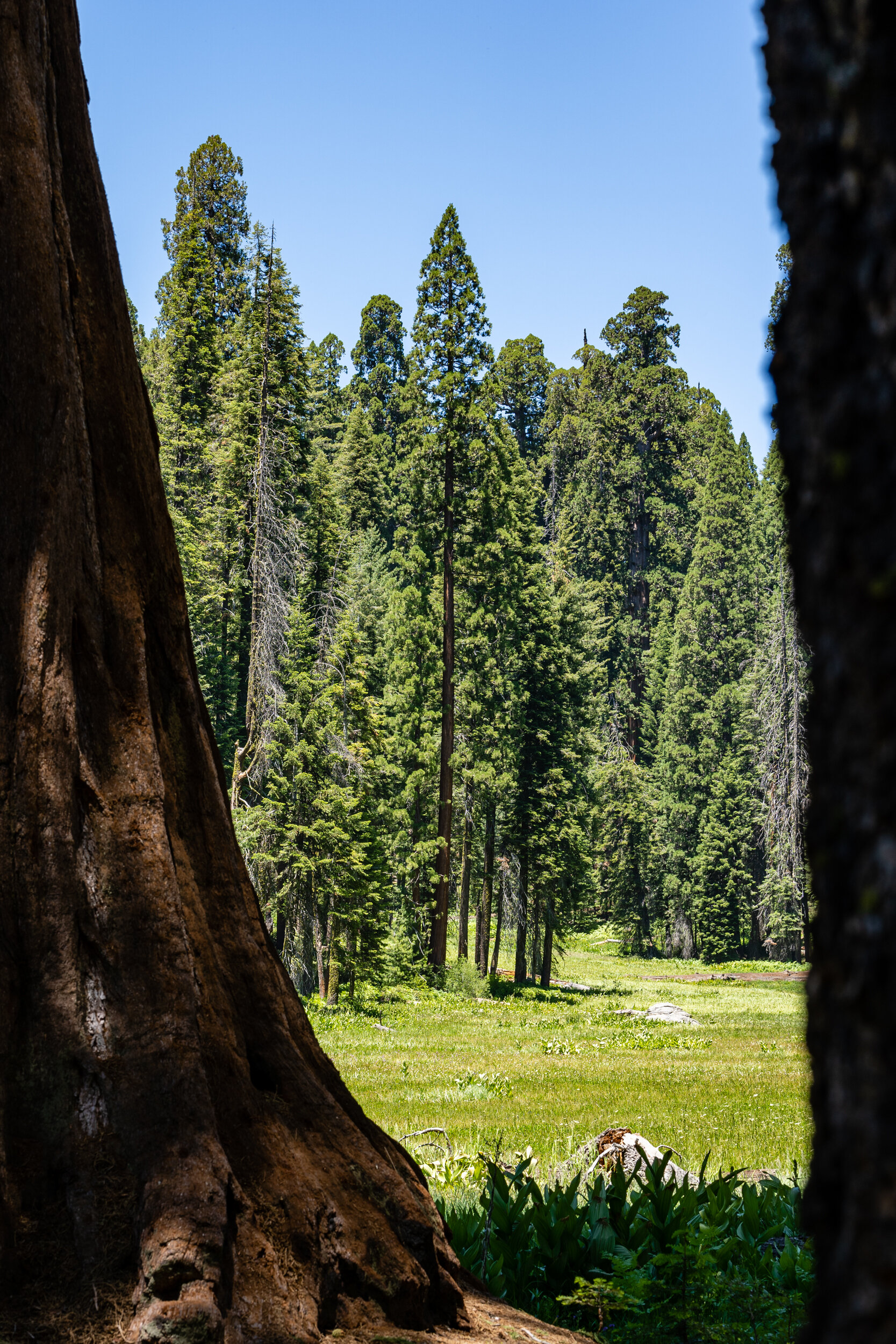 Sequoia 2020 (31 of 117).jpg