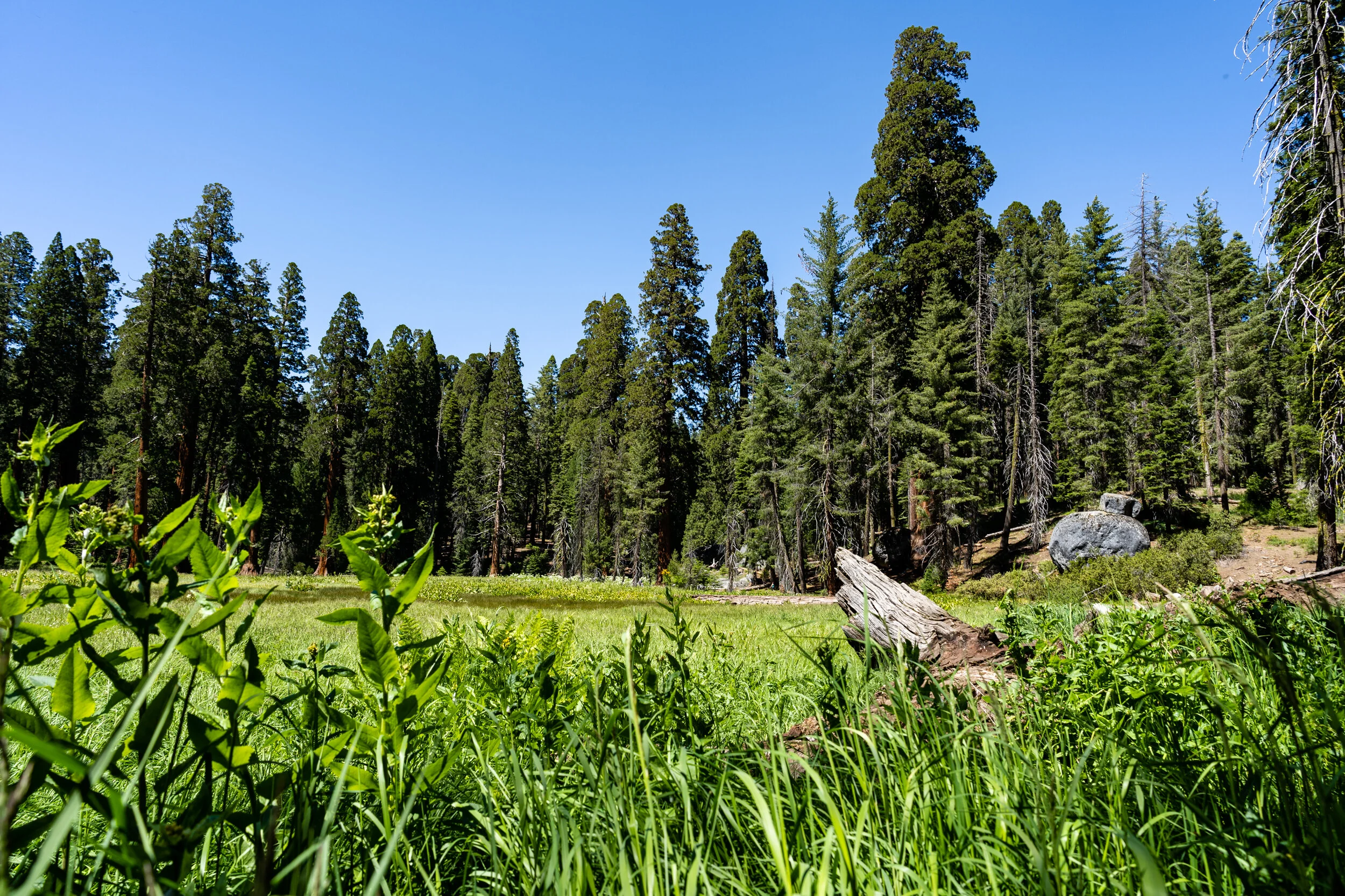 Sequoia 2020 (33 of 117).jpg