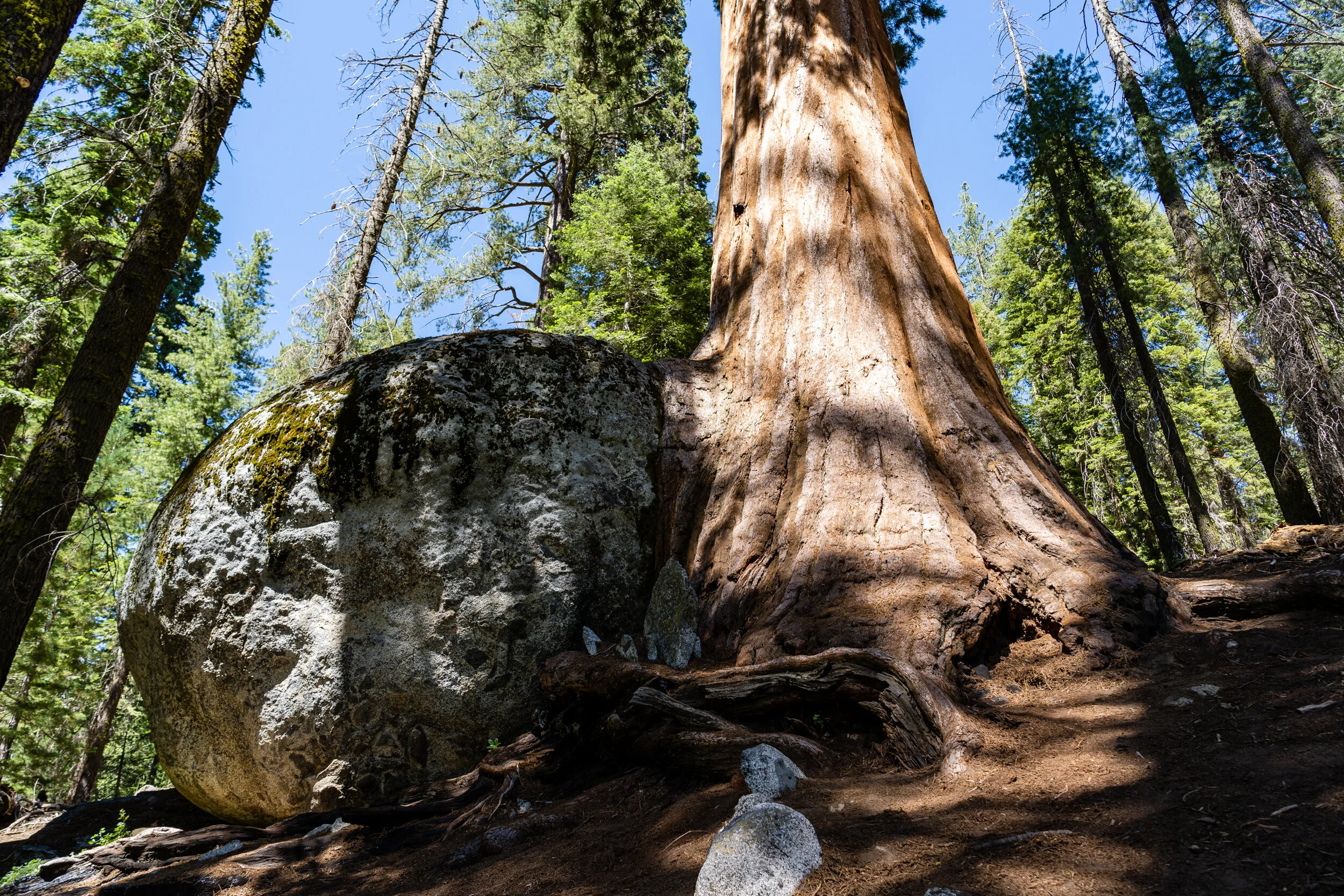 Sequoia 2020 (34 of 117).jpg