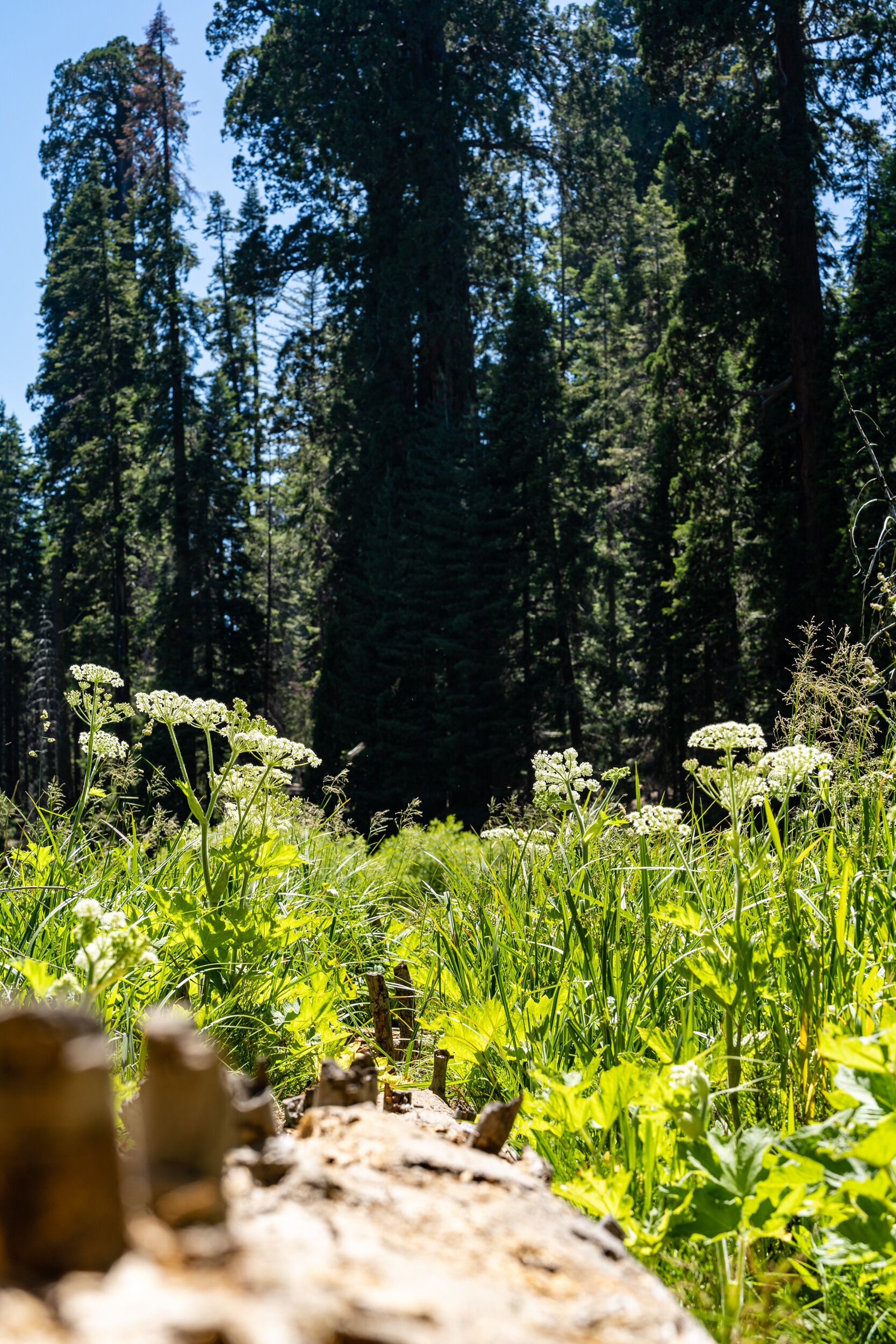Sequoia 2020 (35 of 117).jpg