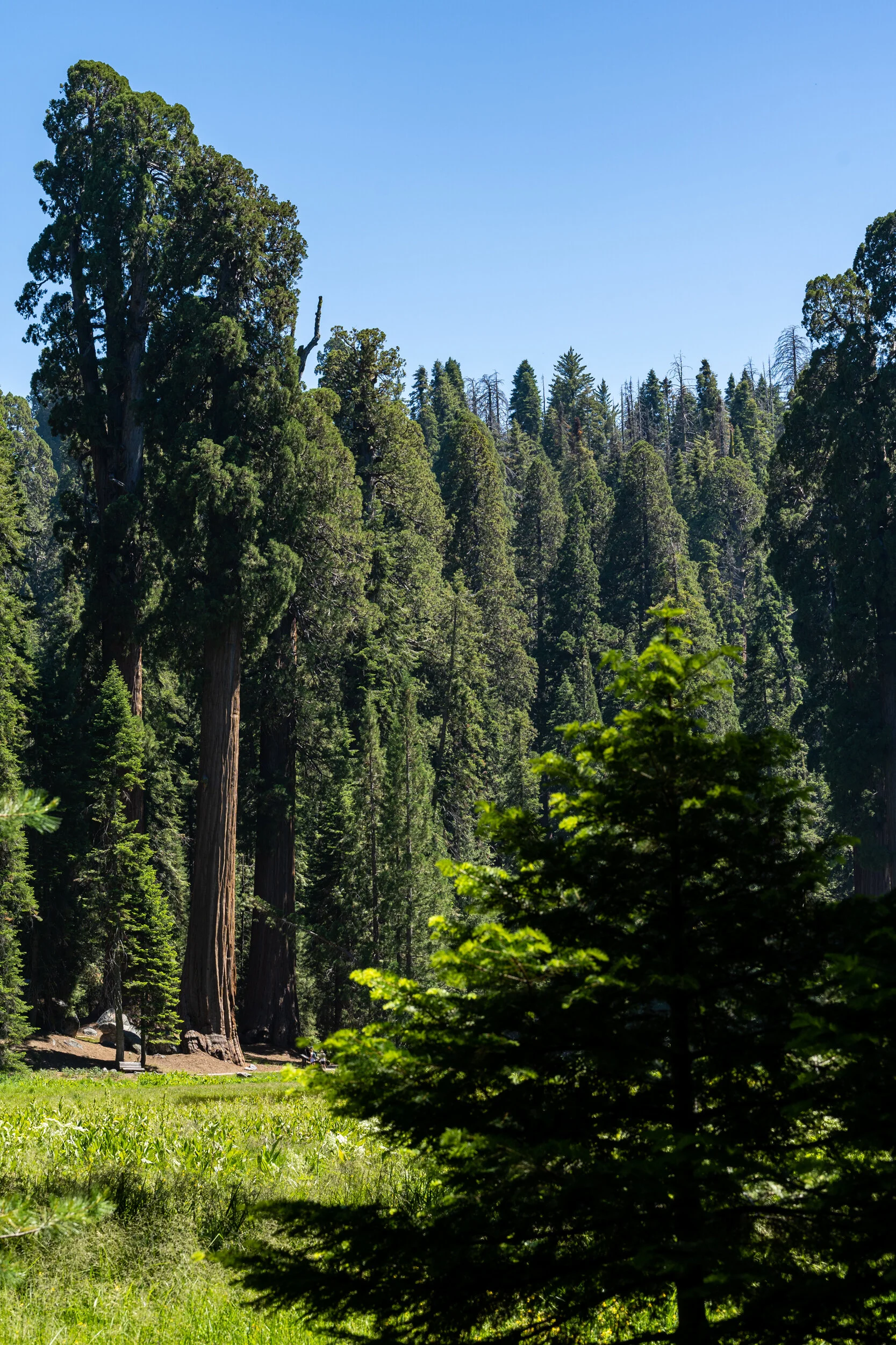 Sequoia 2020 (36 of 117).jpg