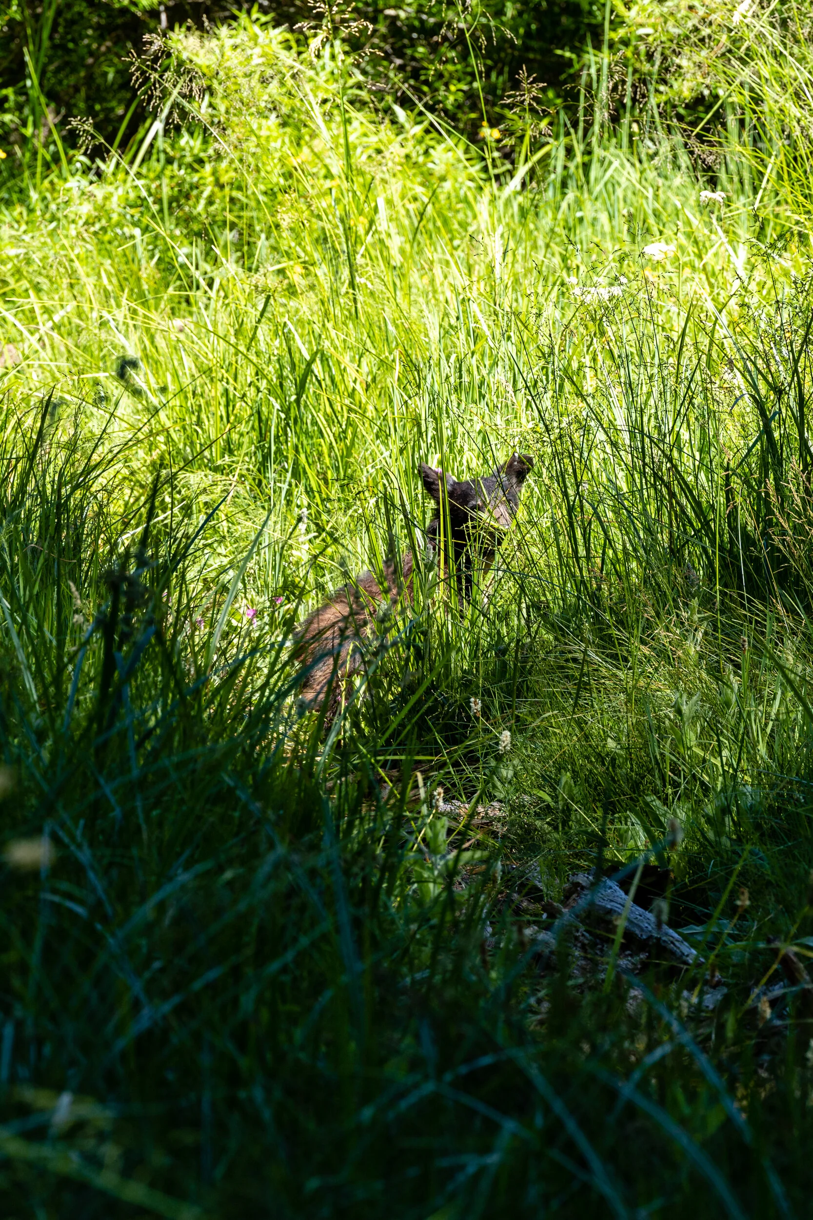 Sequoia 2020 (37 of 117).jpg
