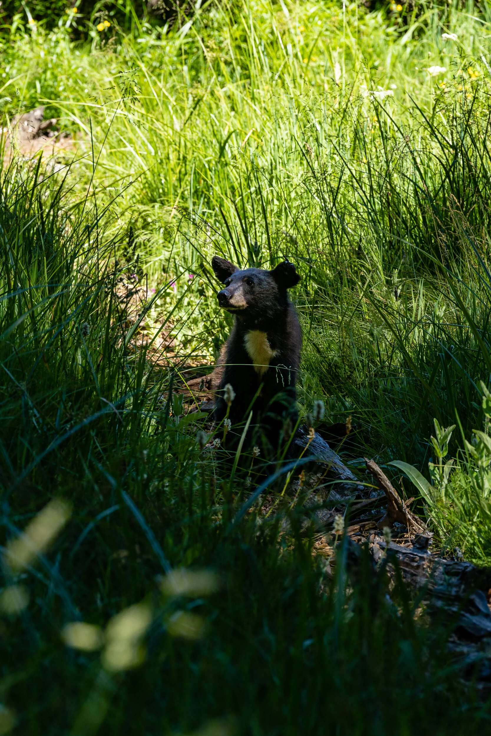 Sequoia 2020 (38 of 117).jpg