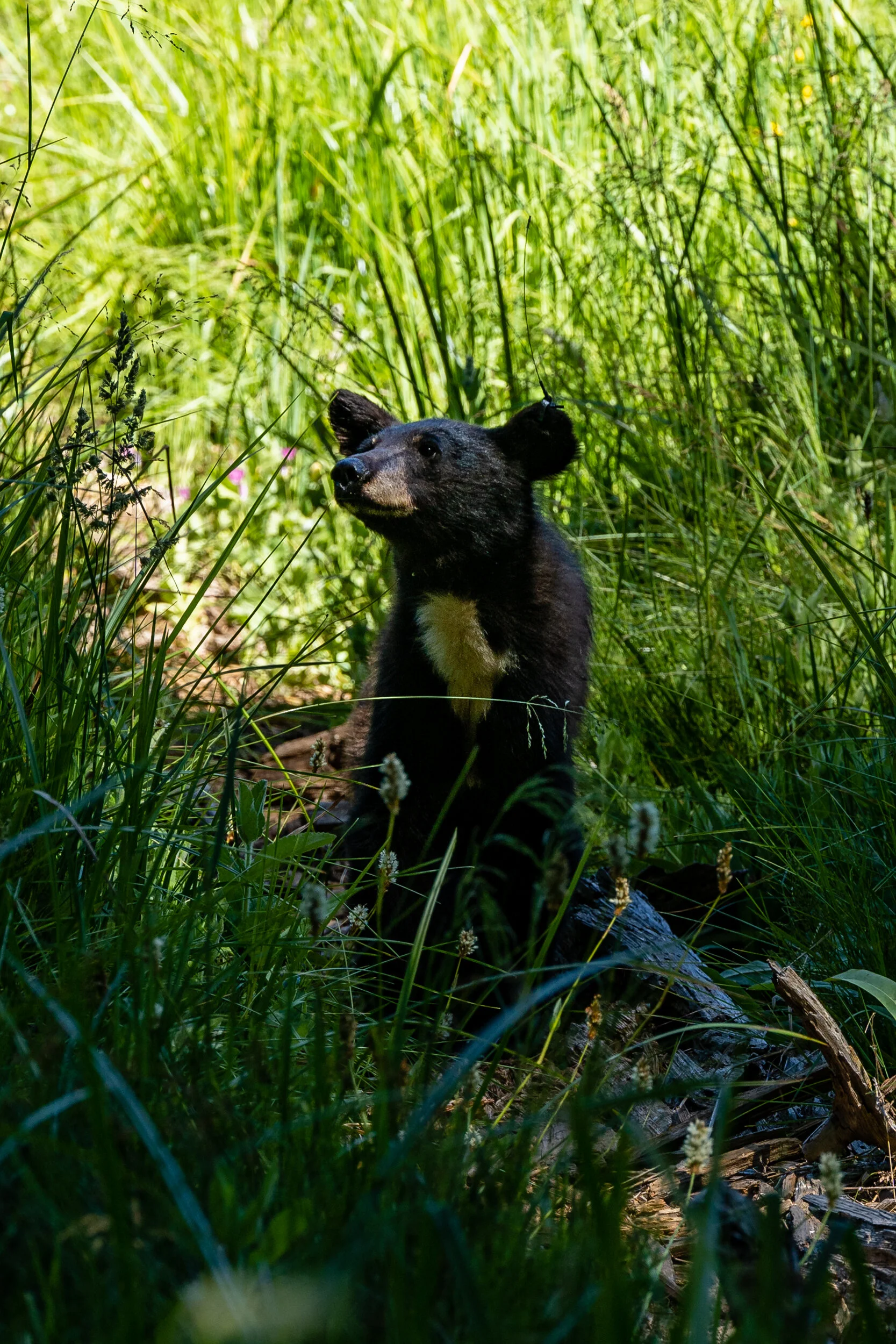 Sequoia 2020 (39 of 117).jpg
