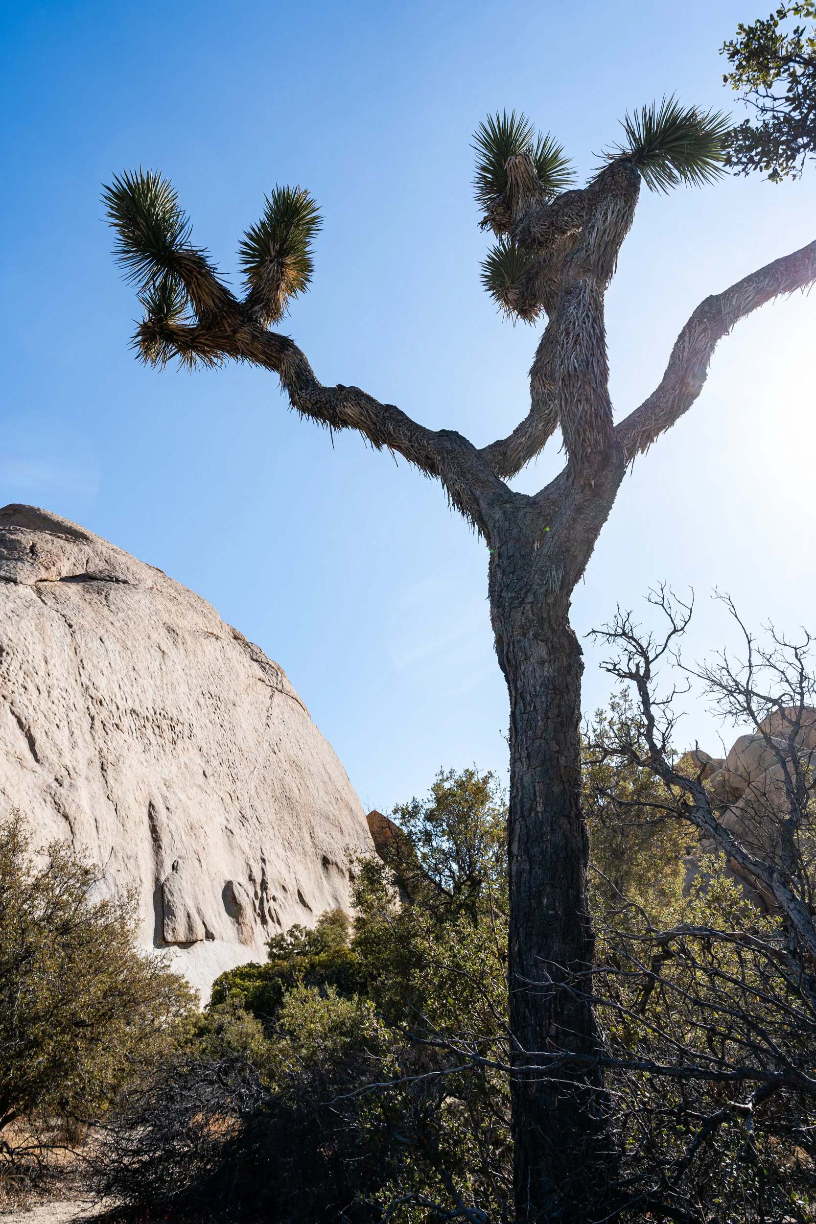 Barker Dam Trail (3 of 5).jpg