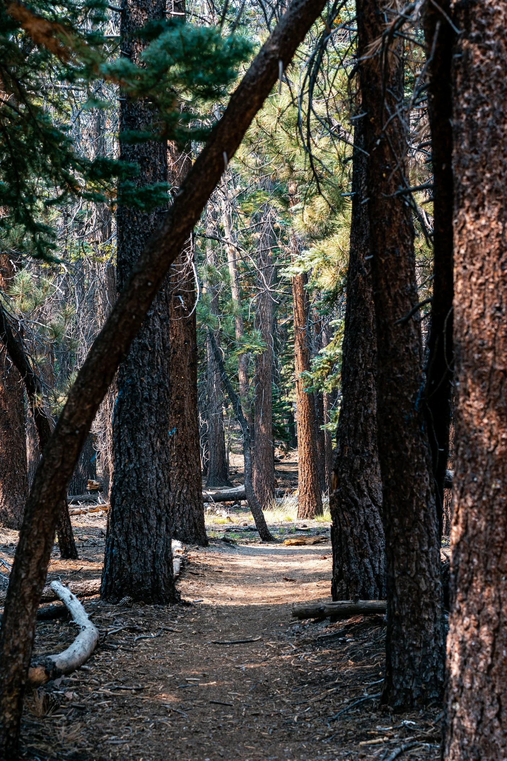 Mammoth Sep 2021 (9 of 108).jpg
