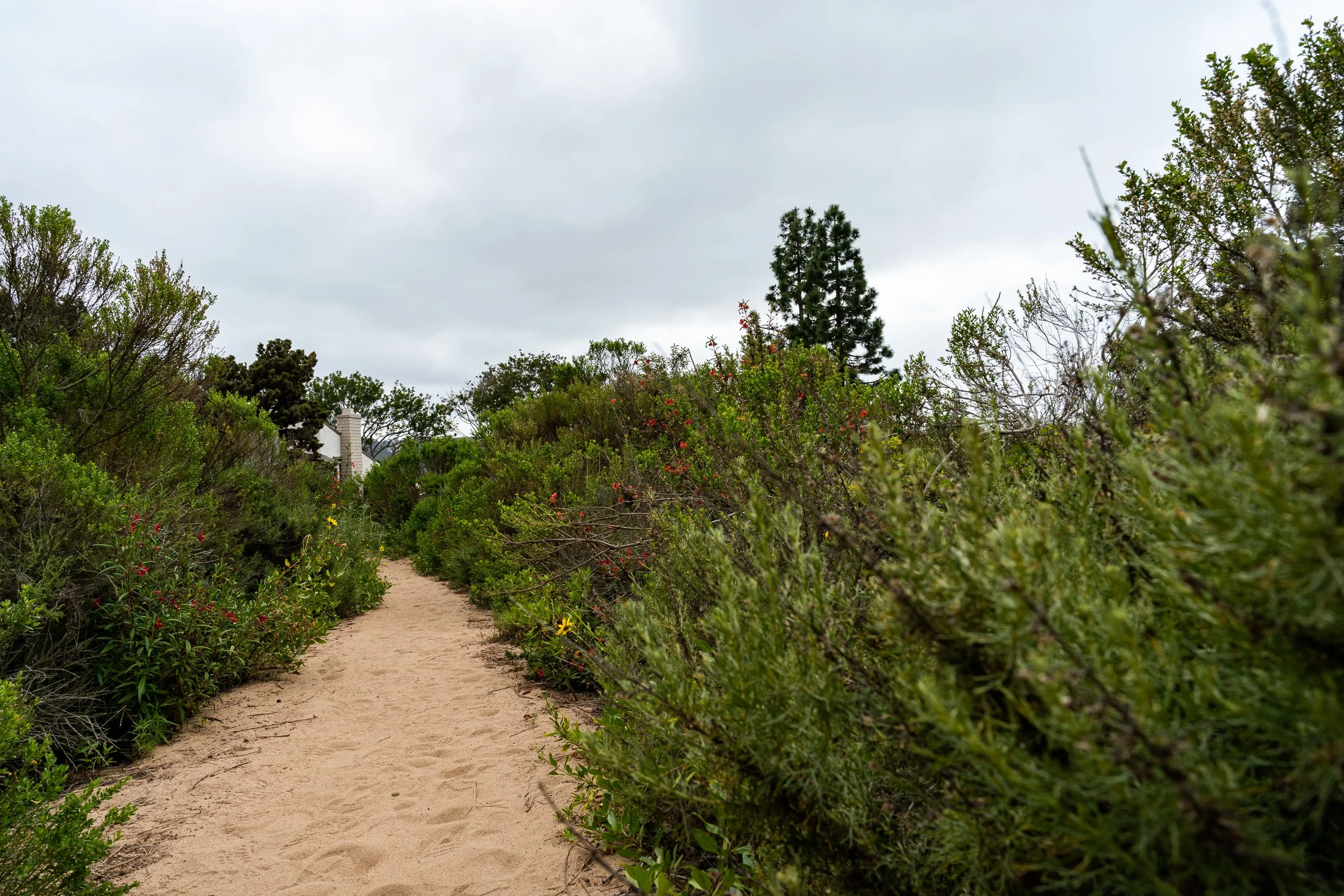 West Ridge DAR Loop Trail (2 of 15).jpg