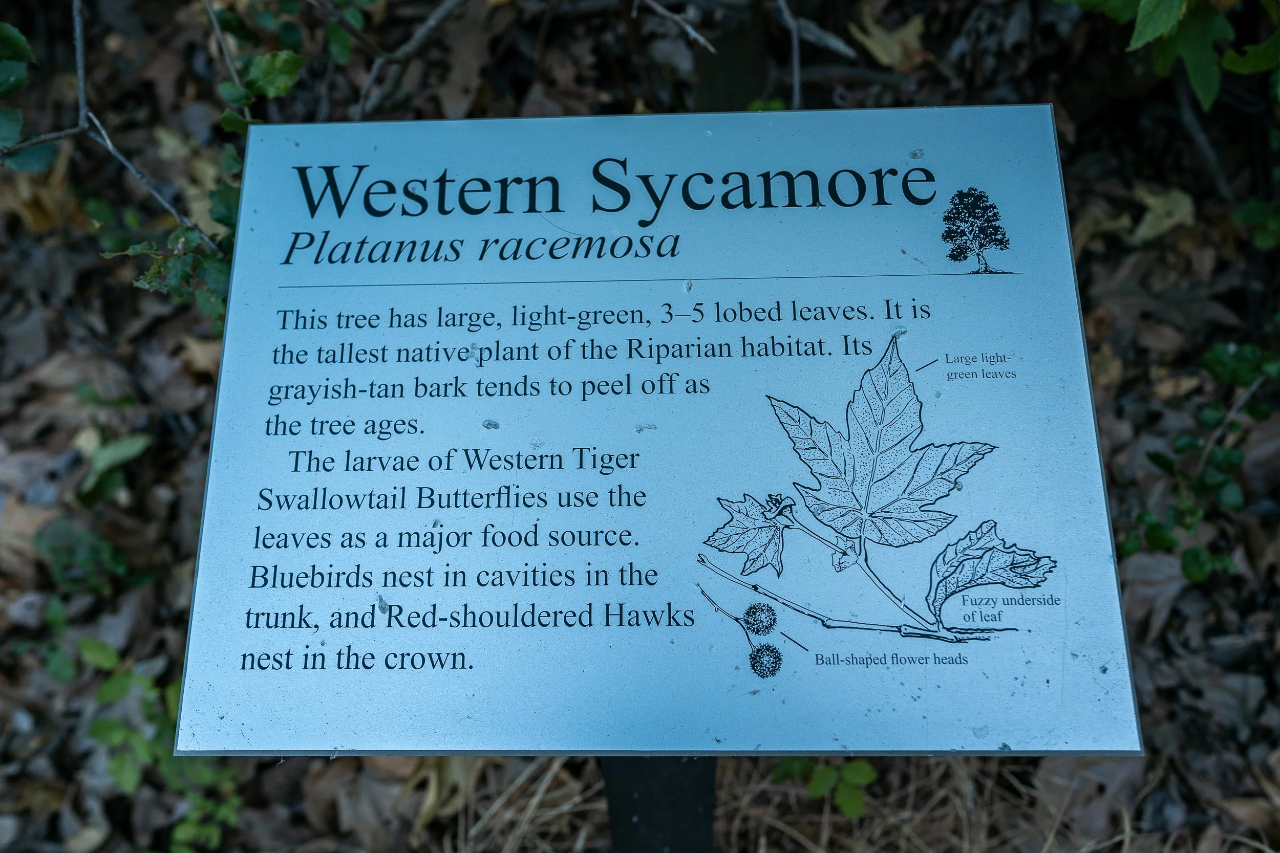 Blue Sky Ecological Reserve June 2022 (18 of 20).jpg