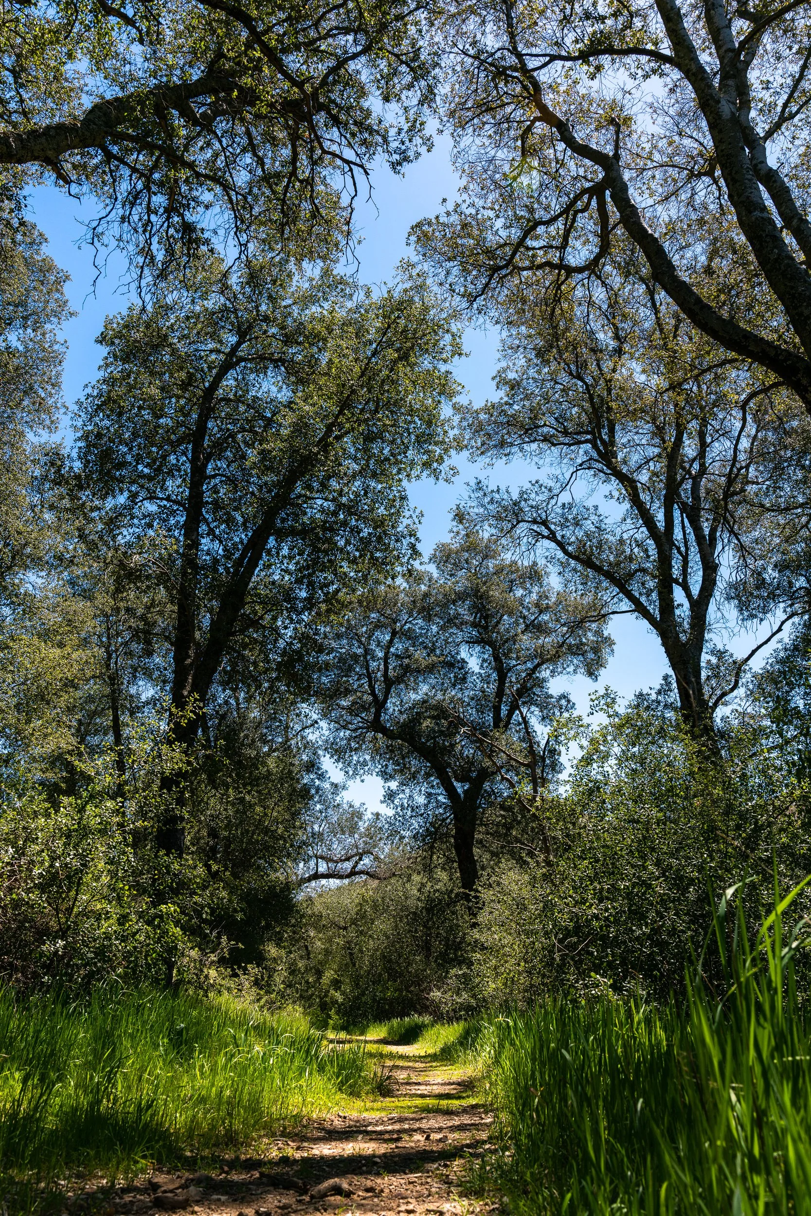 Green Valley Falls and Arroyo Secco Loop (23 of 26).jpg