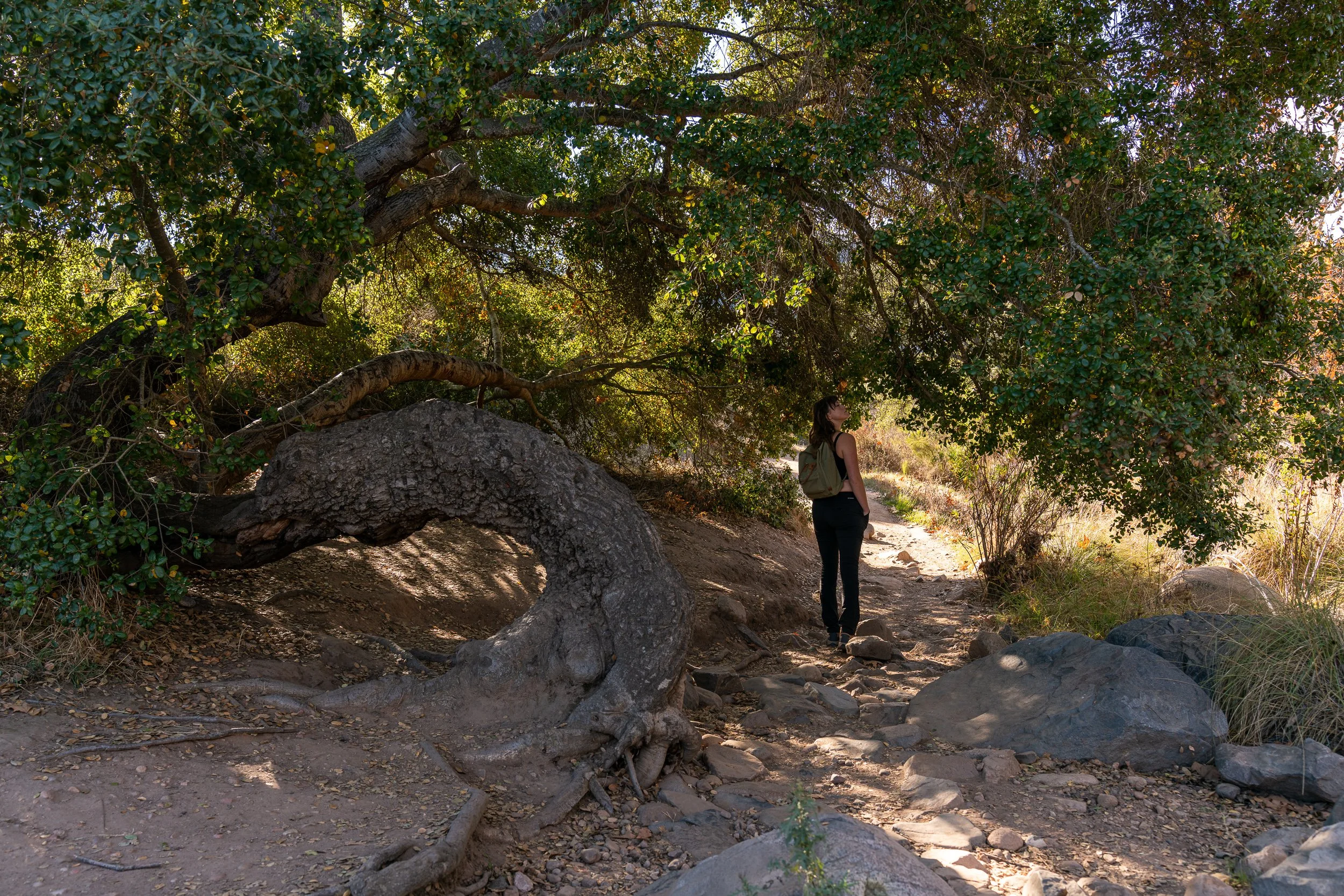Mission Ranch Loop Mission Trails Regional Park — Beauty is Wiild