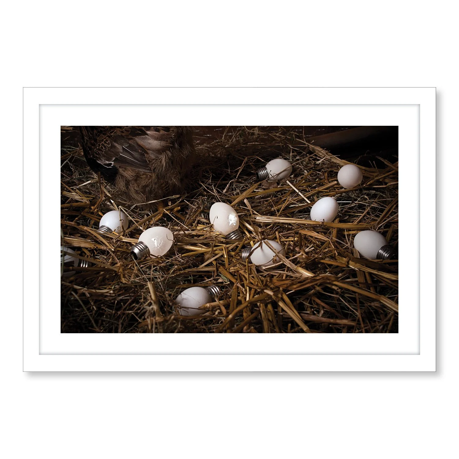 The Eggs Samples5.jpg