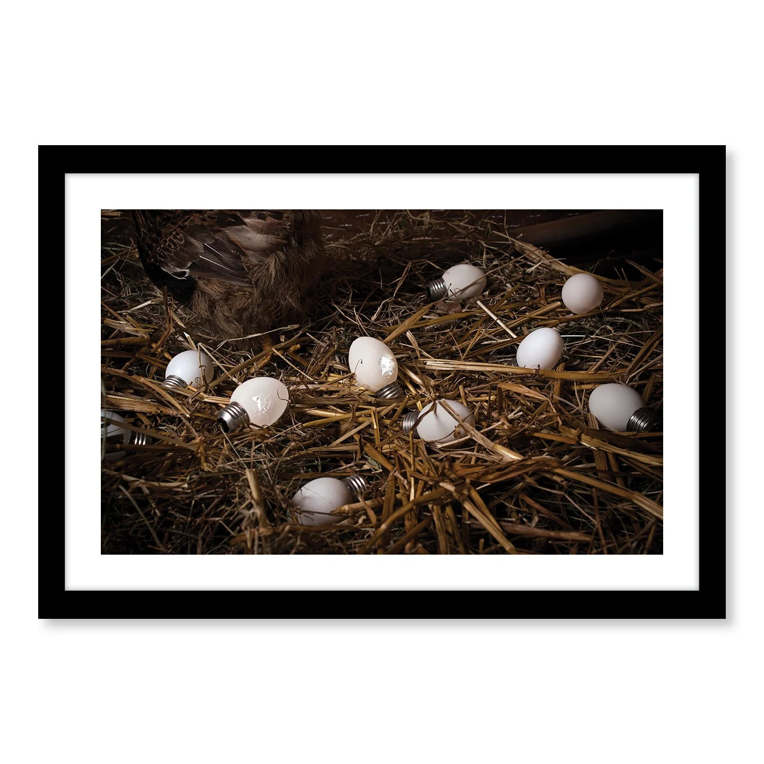 The Eggs Samples4.jpg