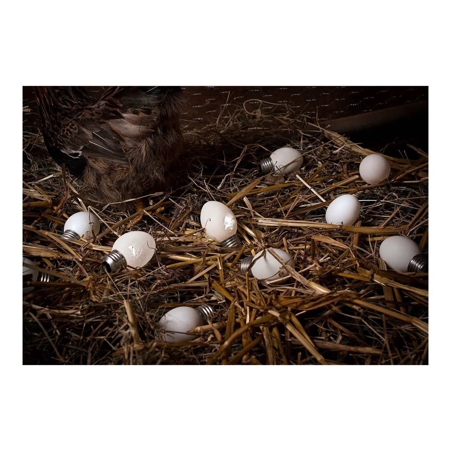 The Eggs Samples.jpg