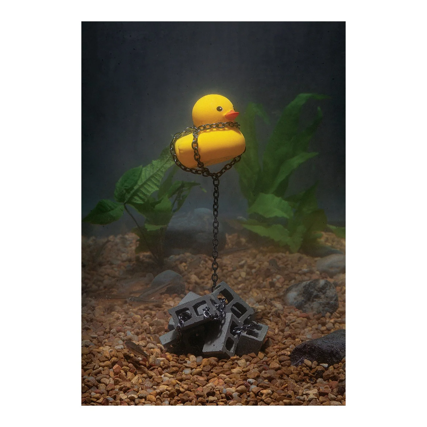 The Duck Samples.jpg