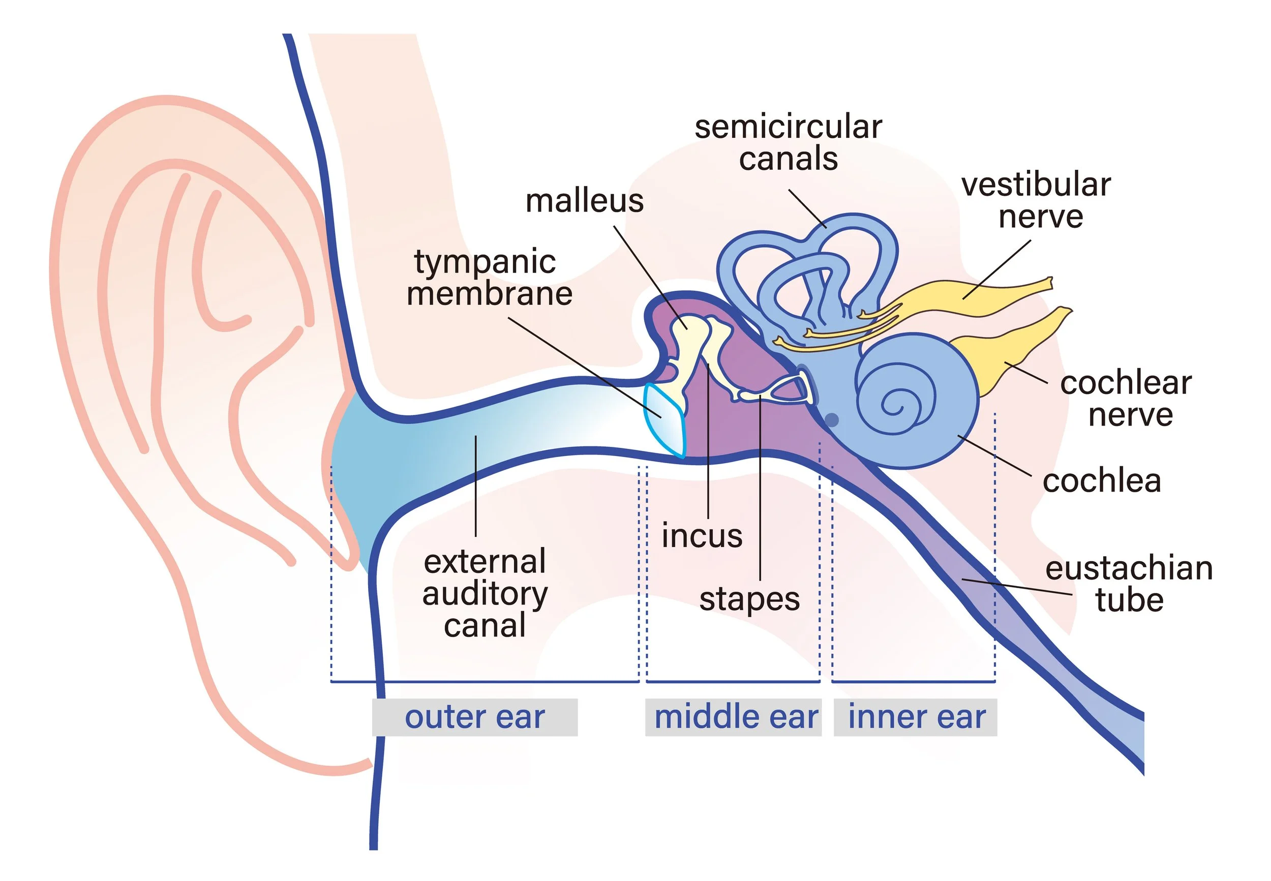 Ear Canal Eardrum MIddle Ear Cross Section