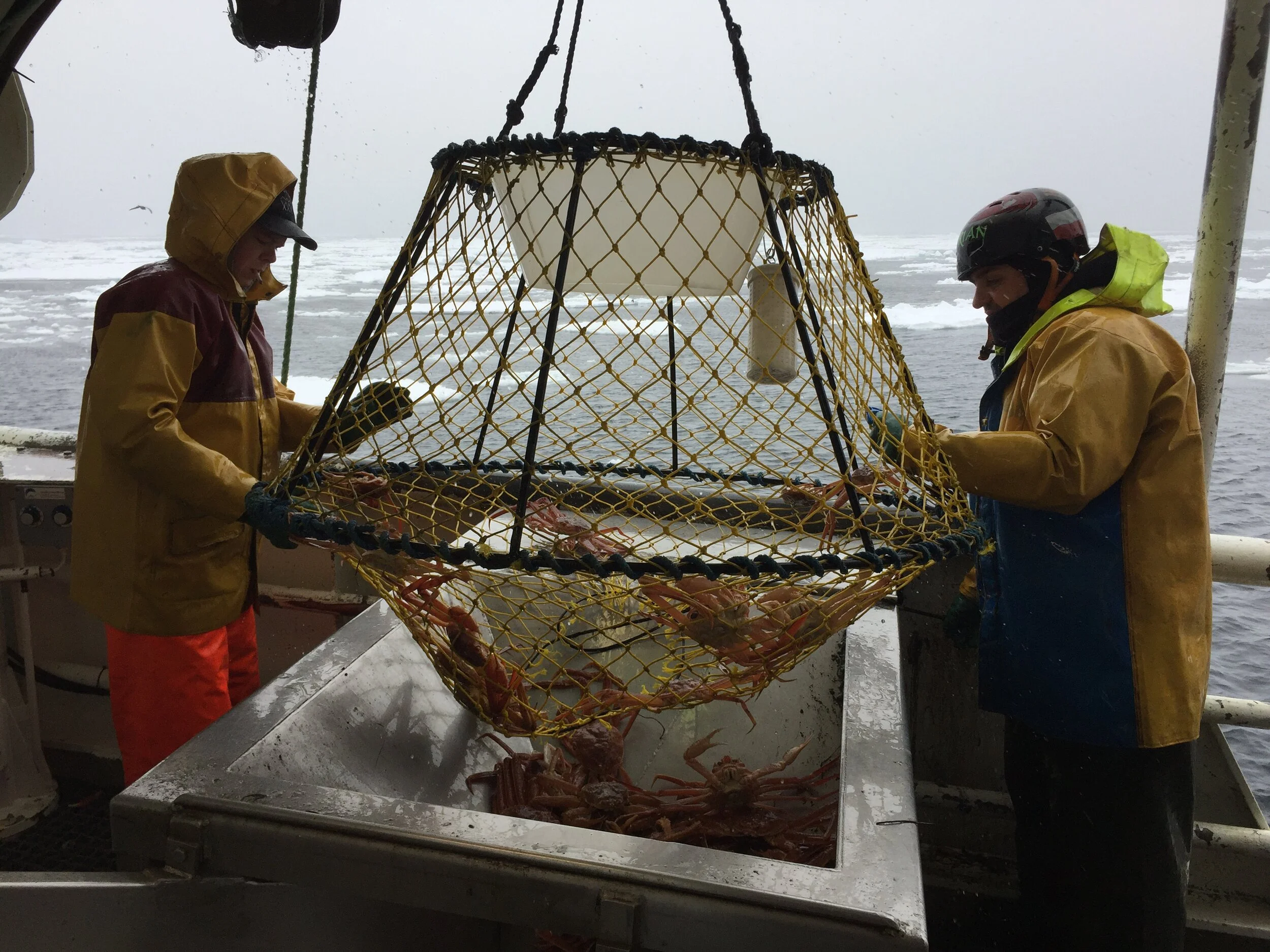 Quality seafood. Producer and exporter of wet salted and dried salted fish. Ingolf Engeset AS - www.Kvassfoto.no