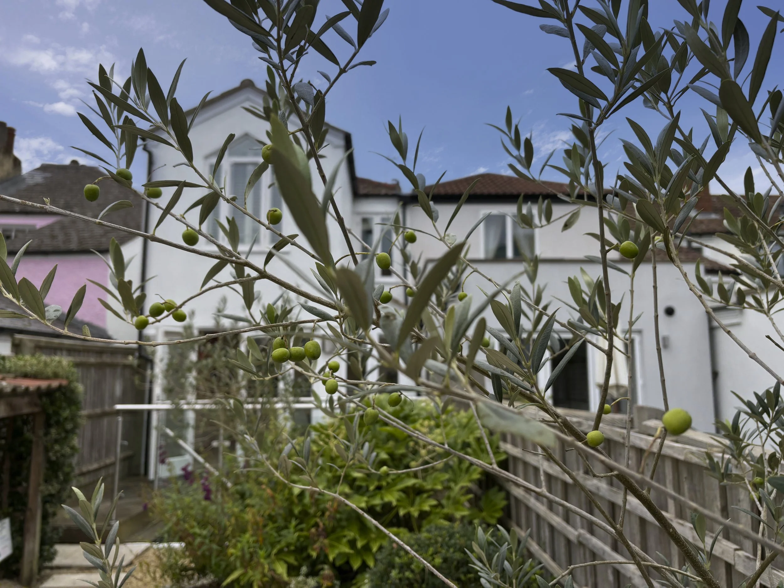 The joy of a city garden: