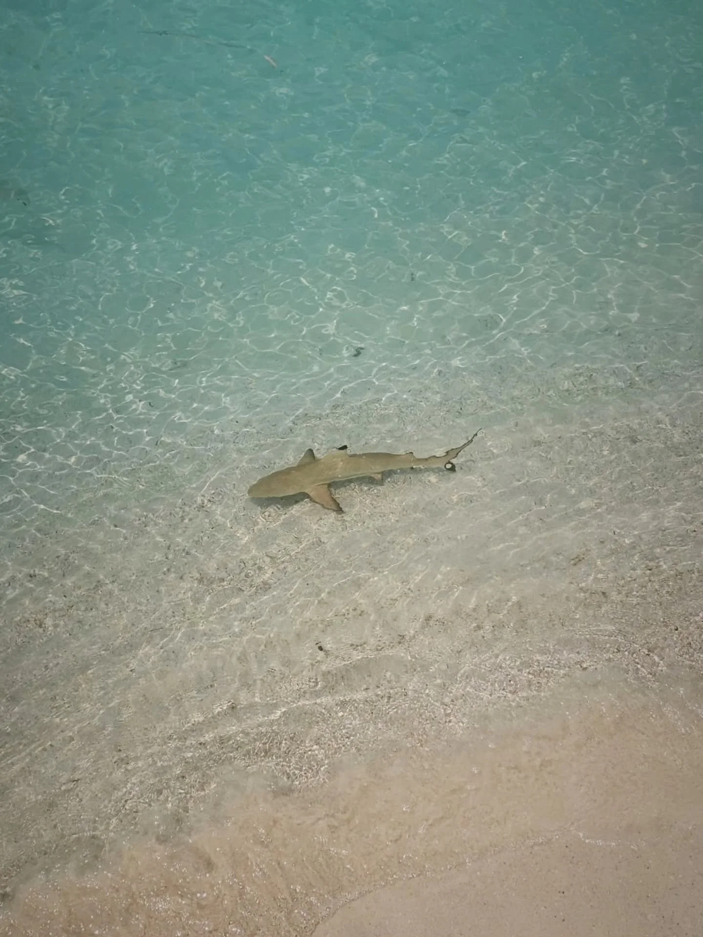 🦈 🌅 👣 Maldivian footprints...