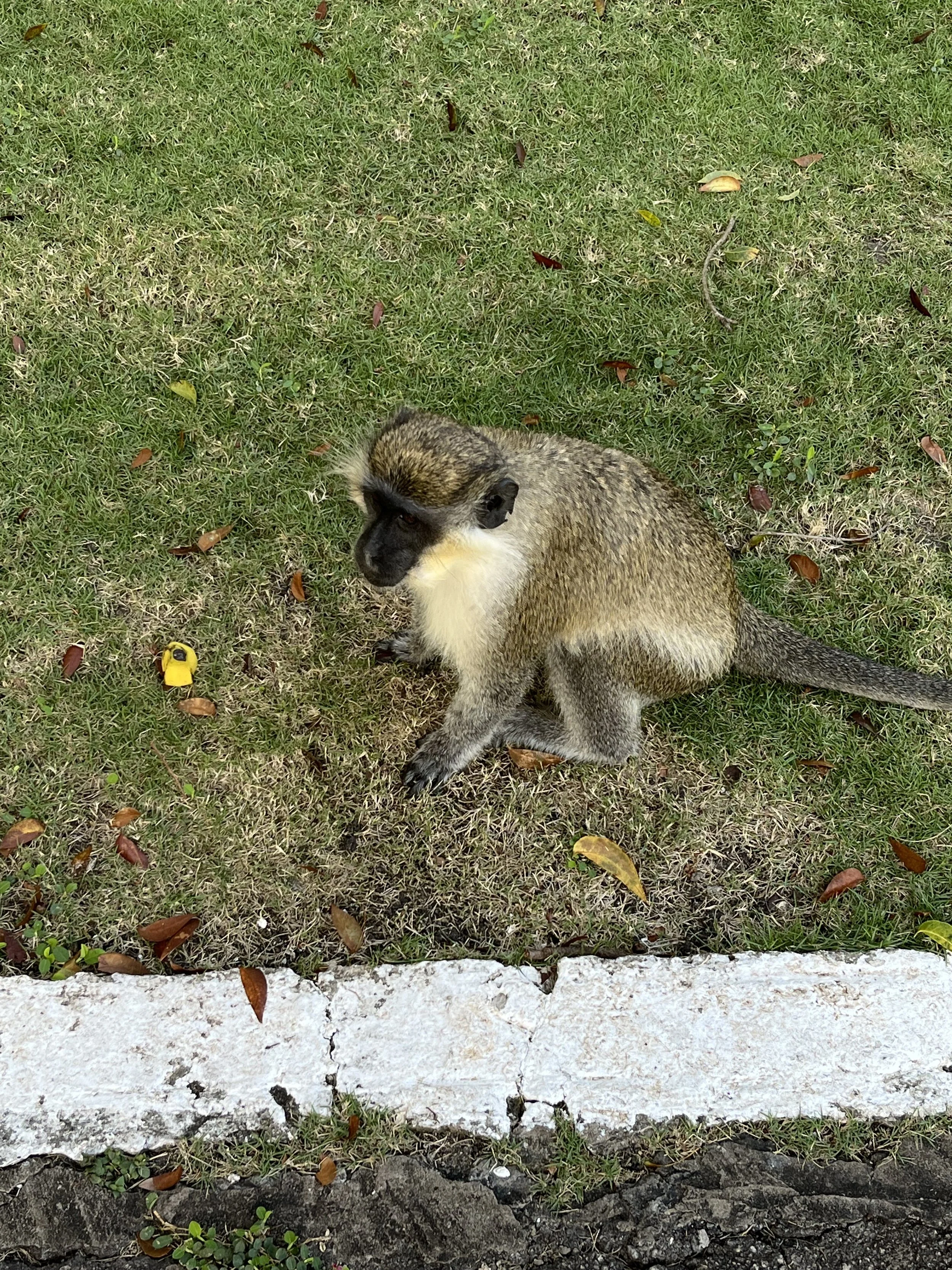 IMG_1651.jpeg