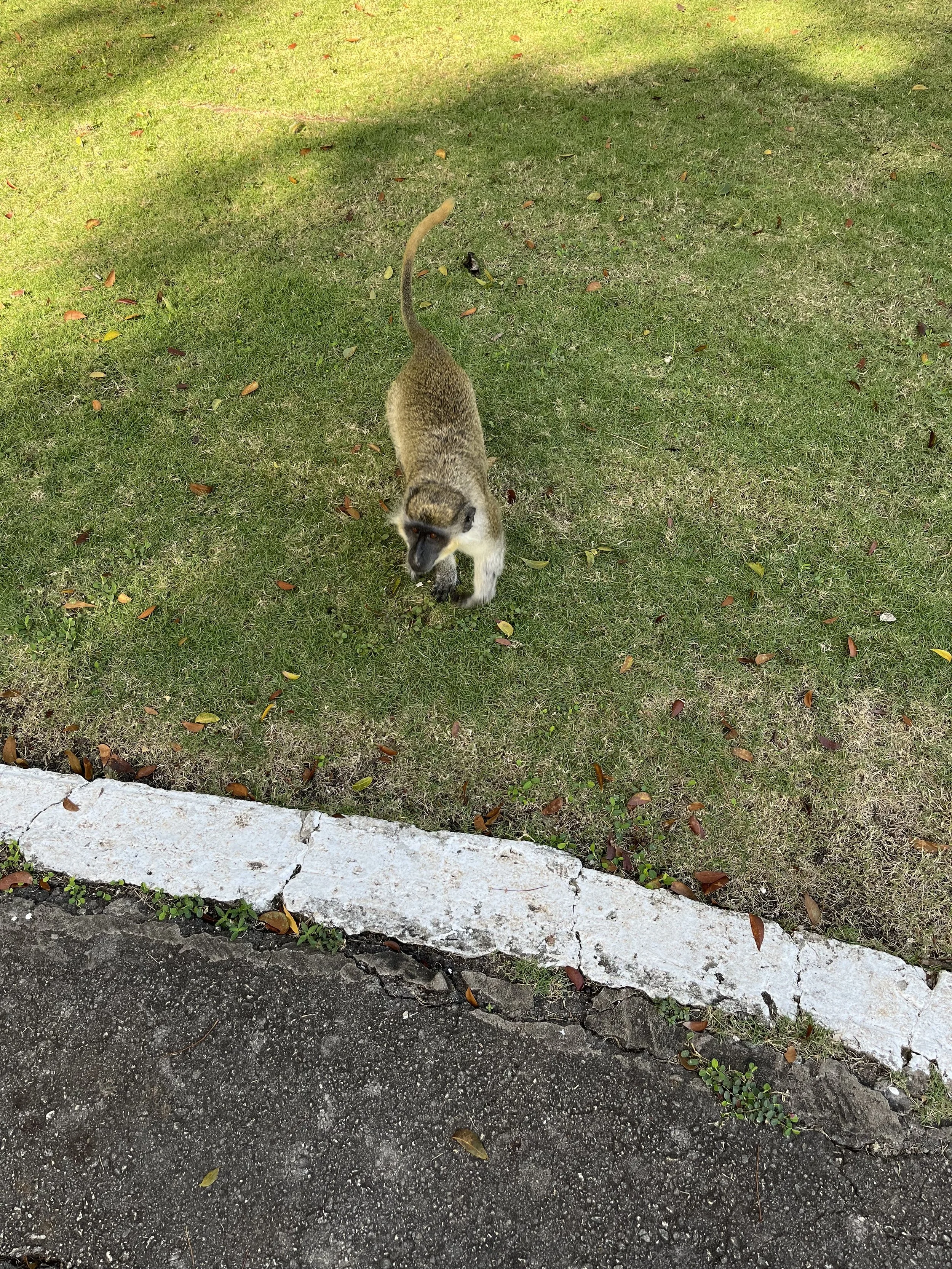 IMG_1650.jpeg