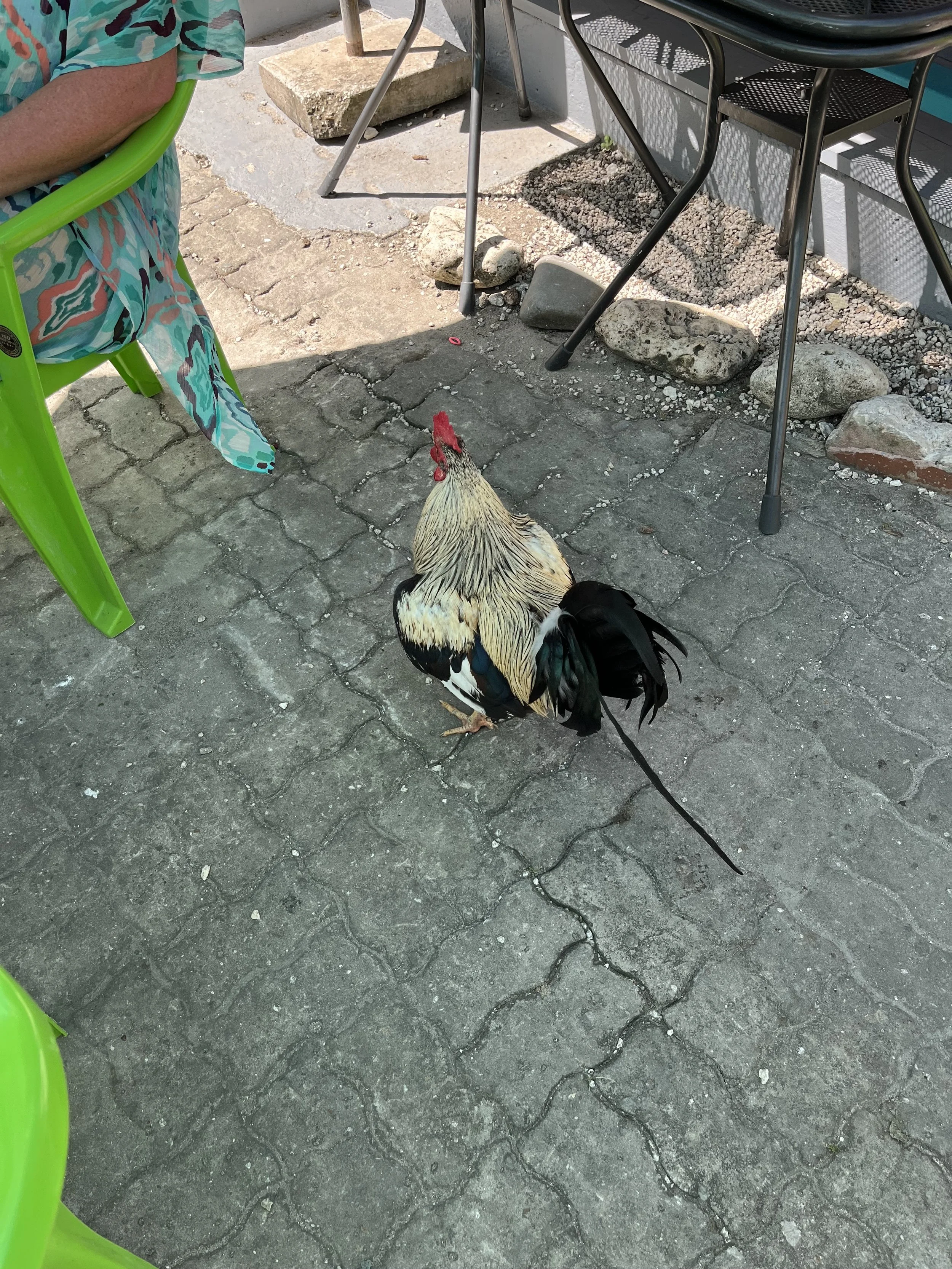 IMG_1568.jpeg
