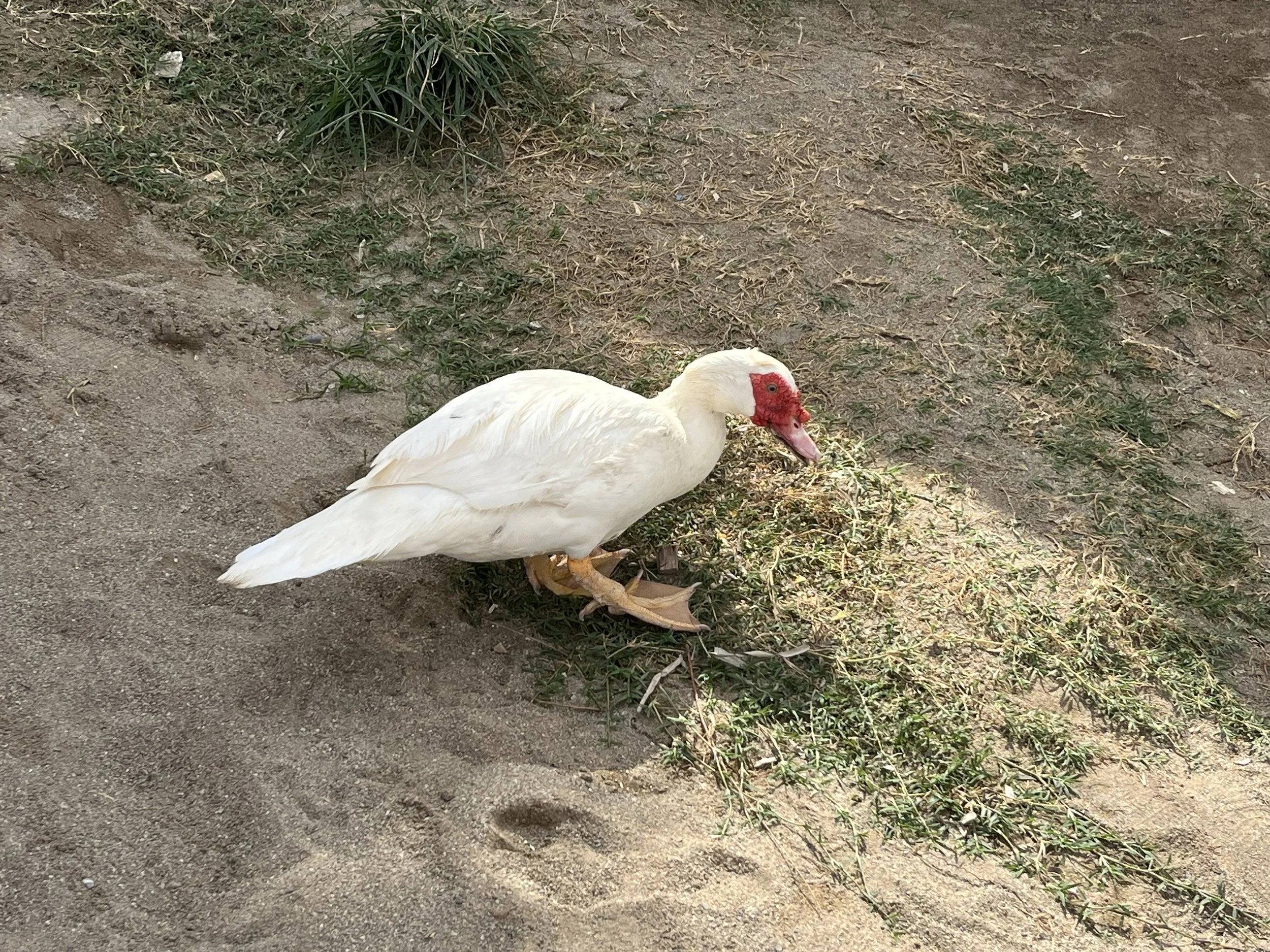 IMG_0905.jpeg