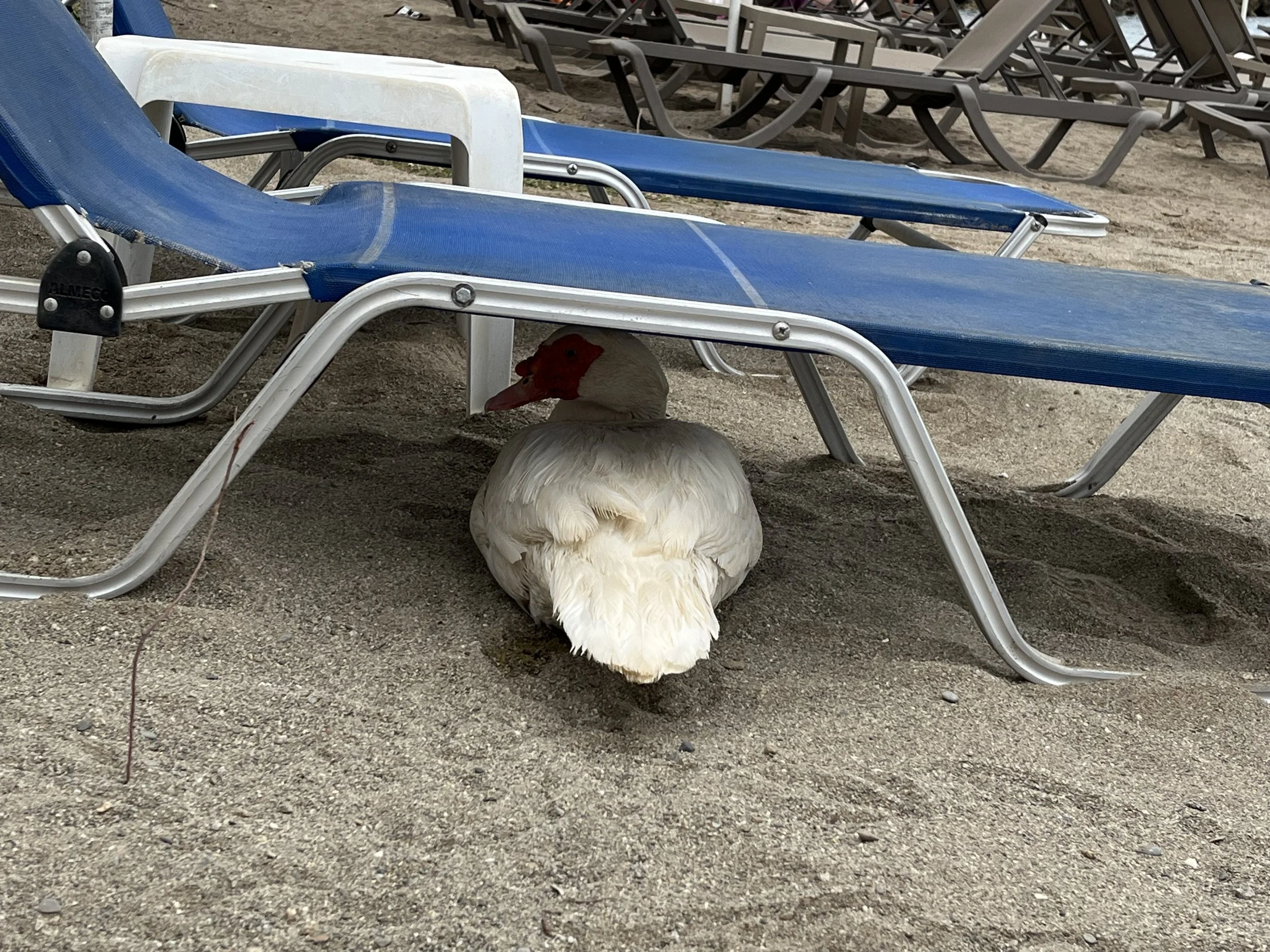 IMG_0994.jpeg