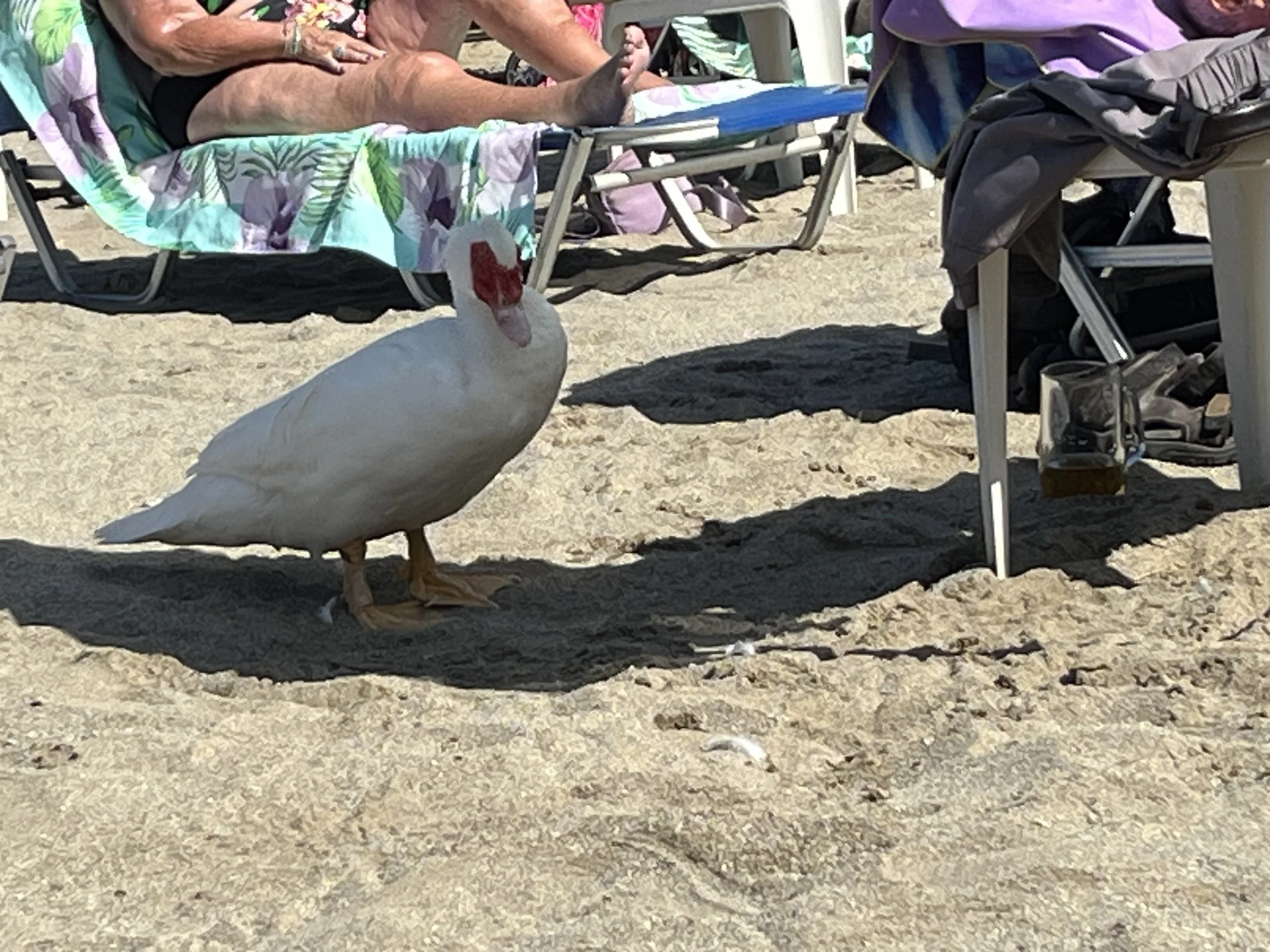 IMG_1257.jpeg
