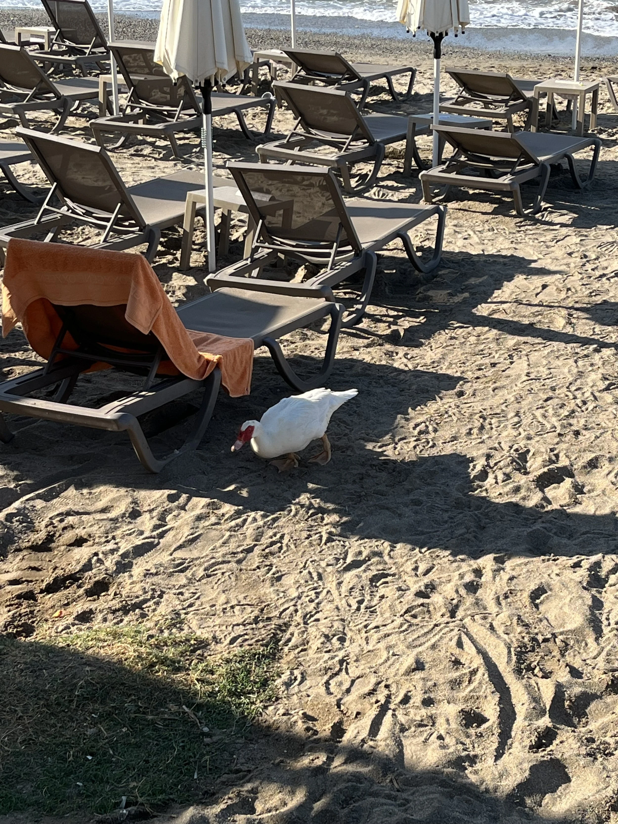IMG_0899.jpeg
