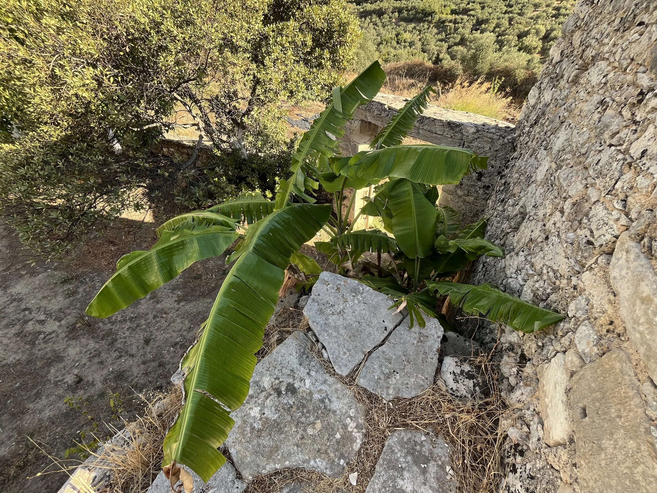 IMG_1015.jpeg