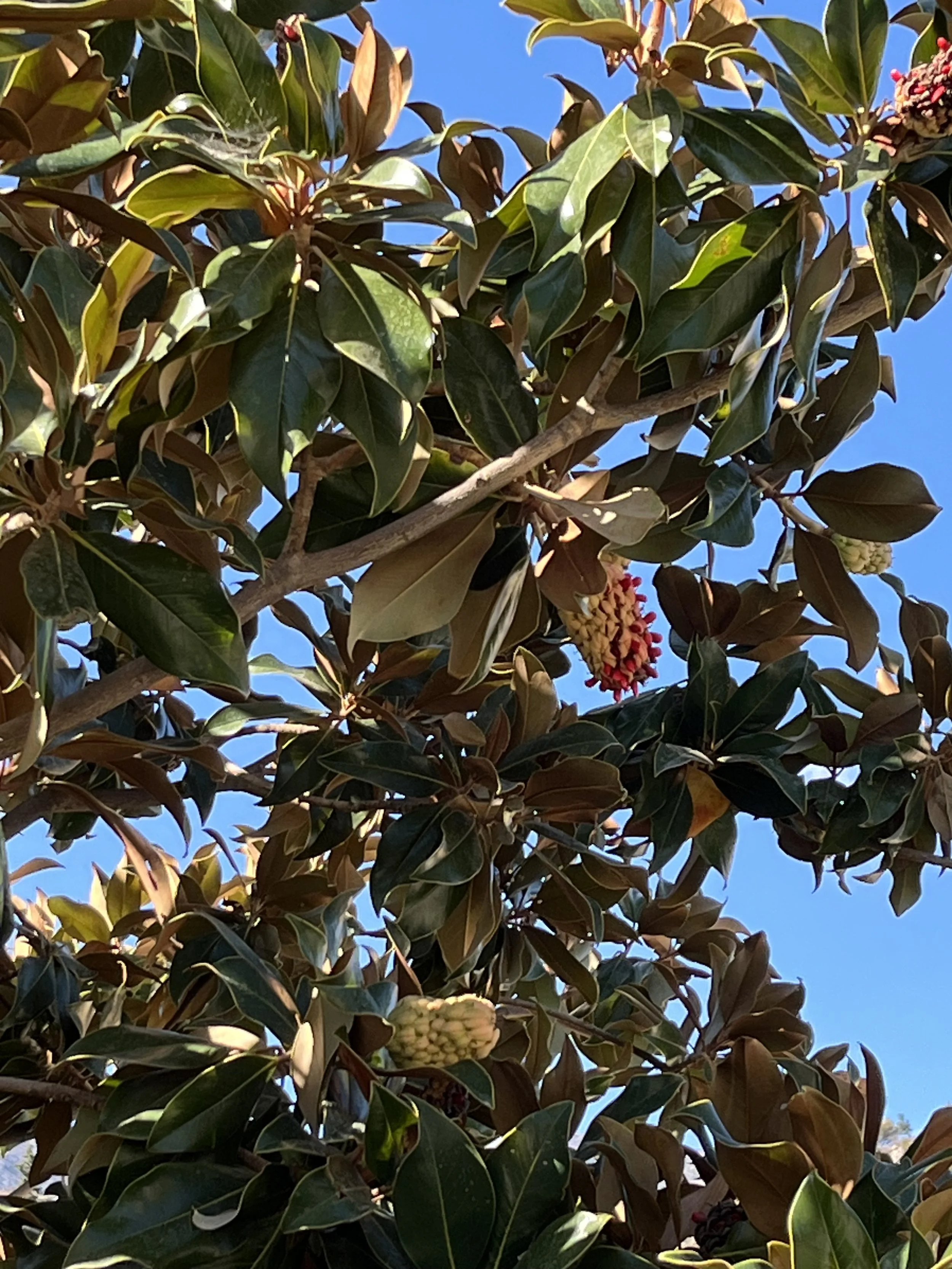 IMG_1037.jpeg