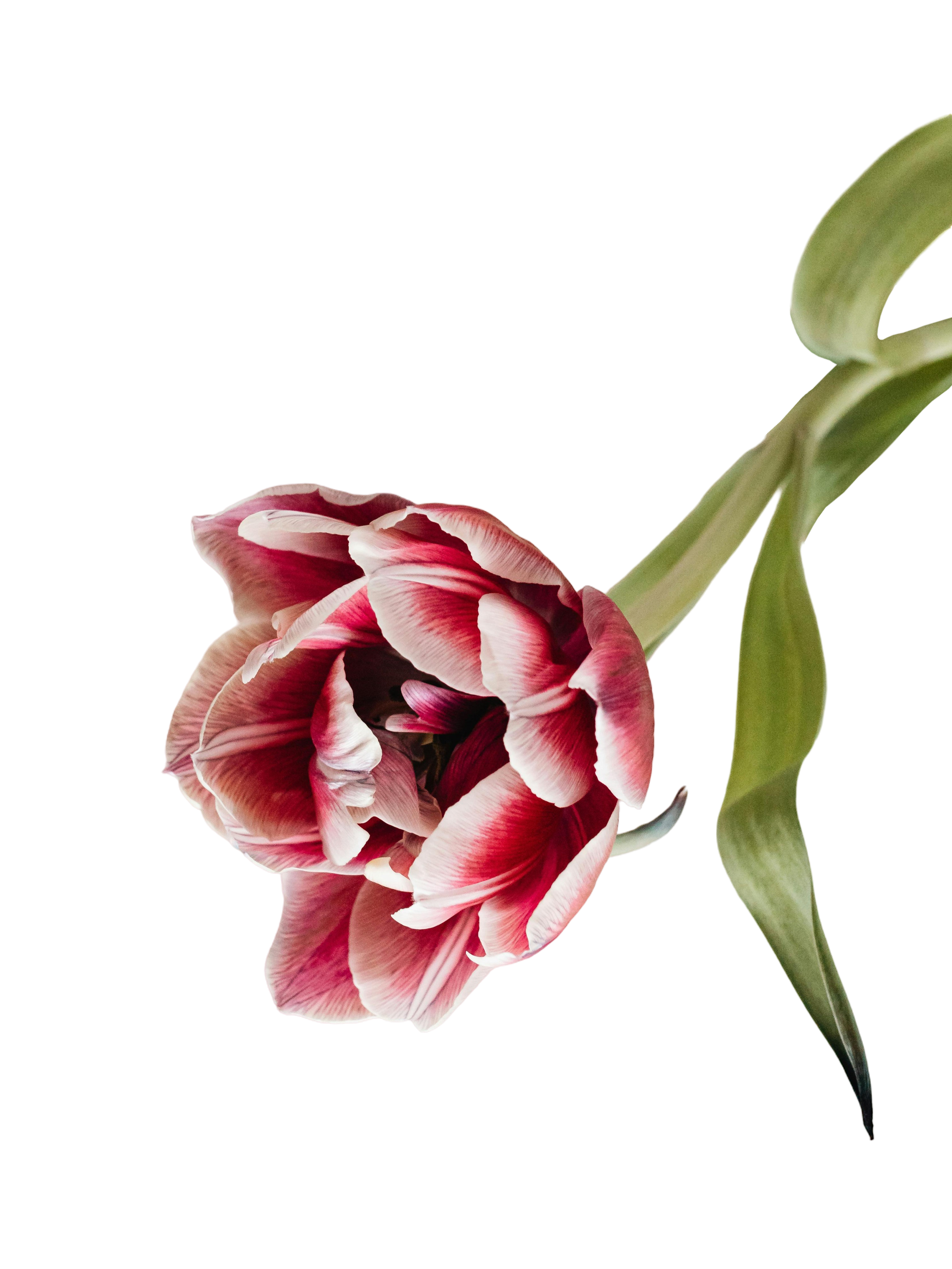 A close-up image of a pink and white tulip flower with green leaves against a transparent background.