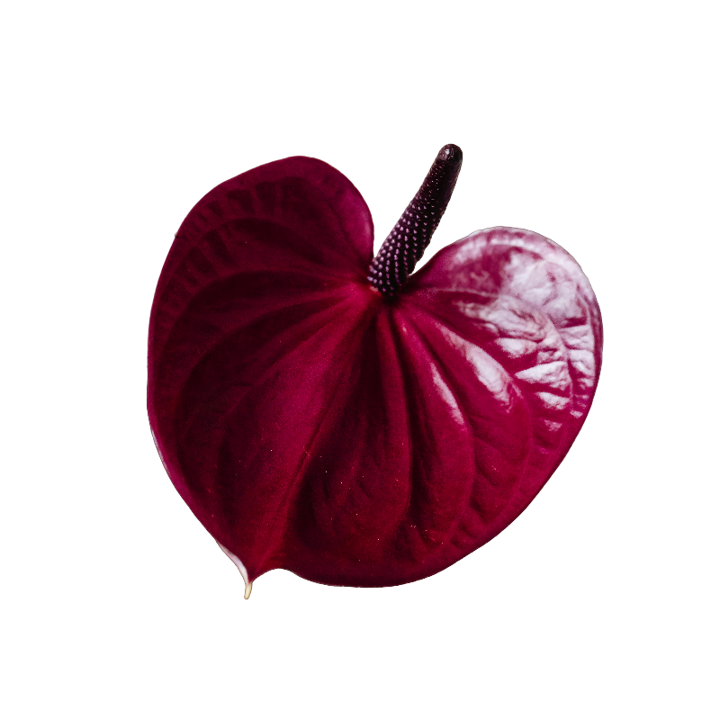 A dark red anthurium flower with a glossy surface and a black stem with light speckles.