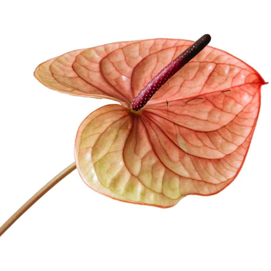Pink anthurium flower with a dark red spadix