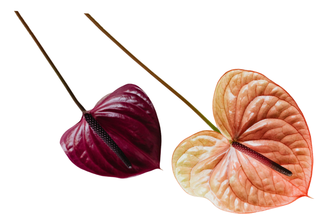 Two anthurium flowers, one deep red and the other light orange with pinkish tones, both with dark central spadices.