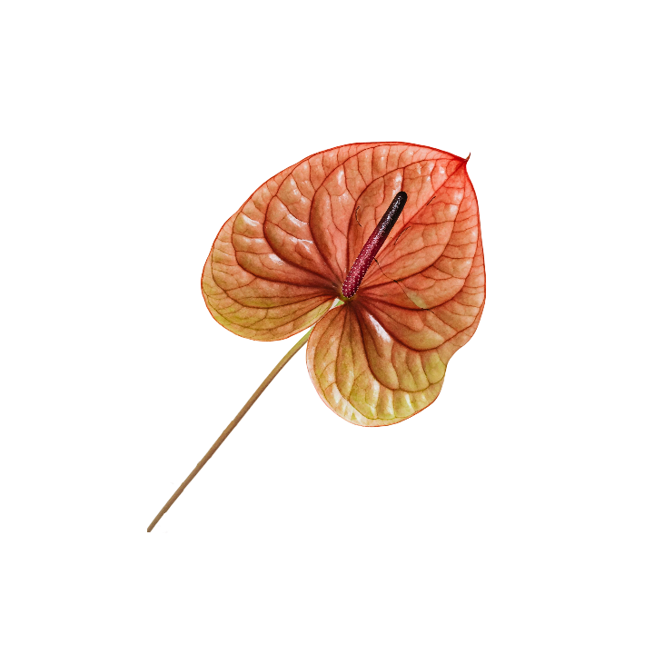 A single reddish-pink anthurium flower with large, rounded, veined petals and a dark central spike.