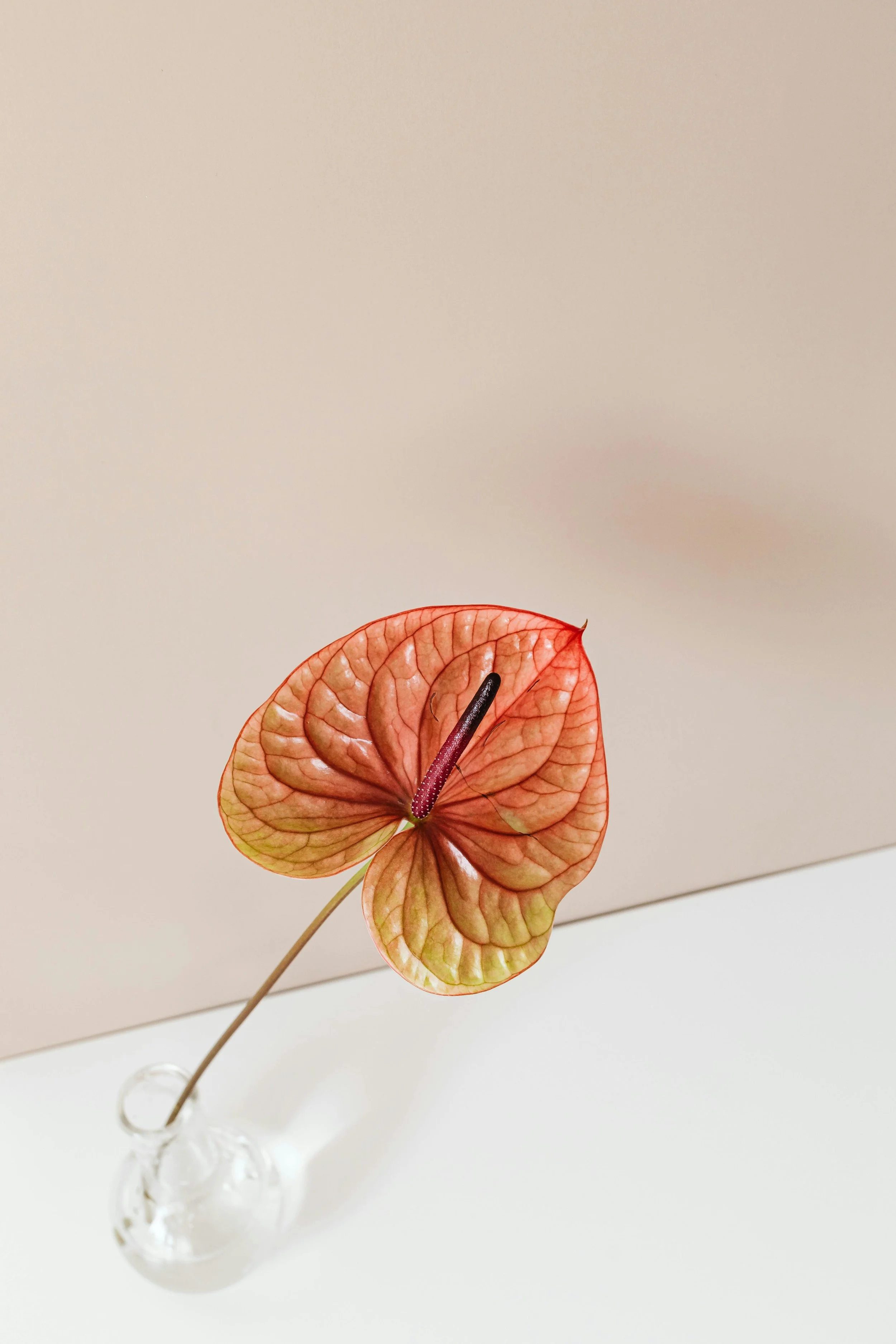 Orange pink anthurium flower in a vase.
