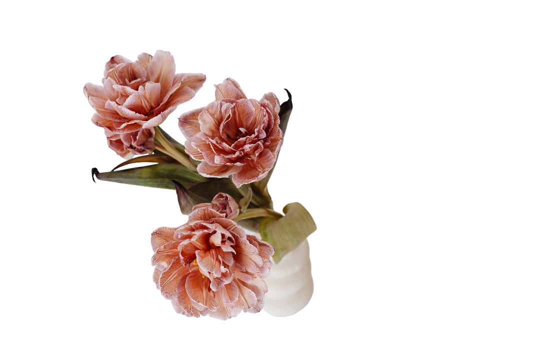 Pinkish-peach tulips in a white vase.