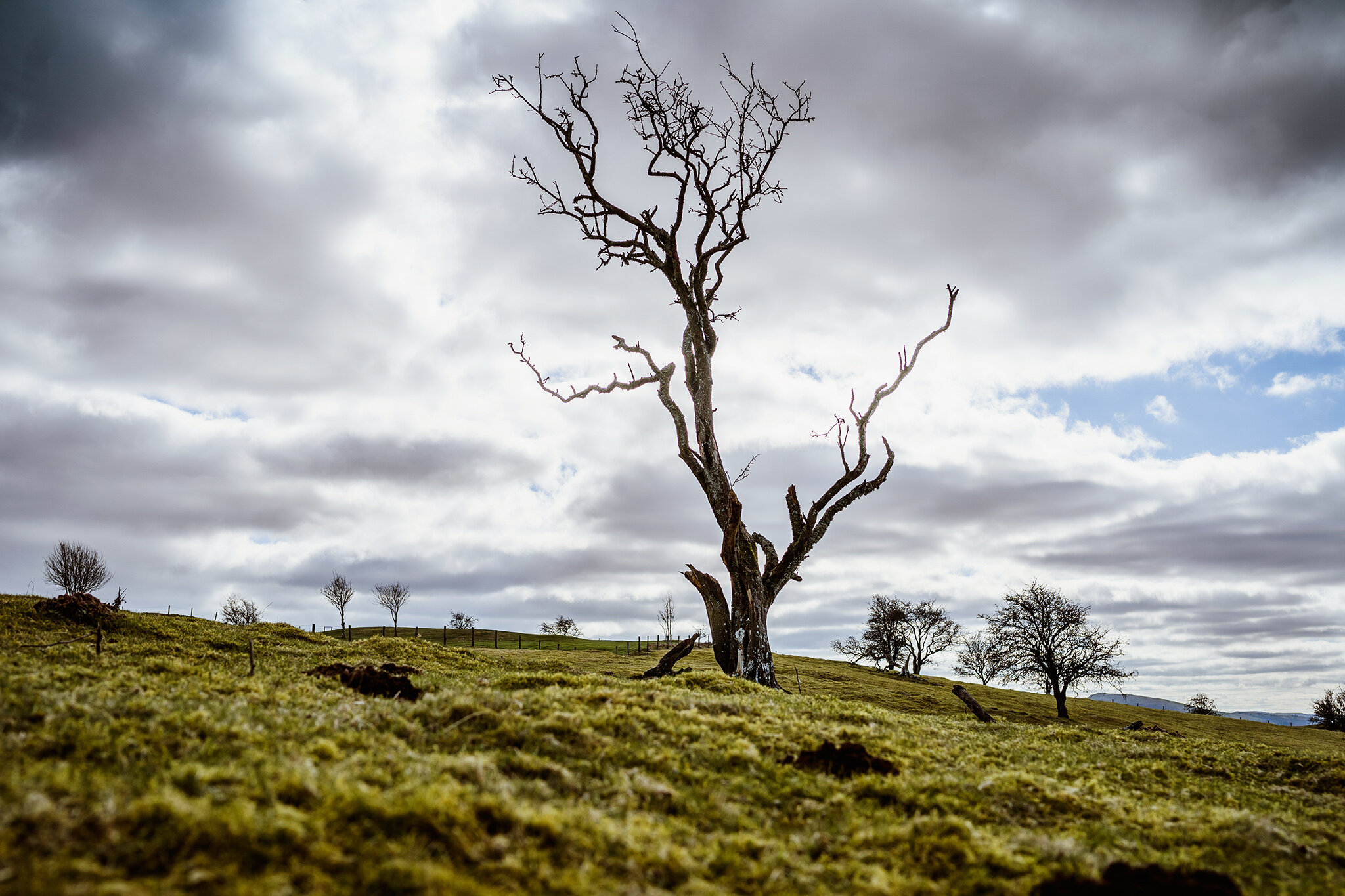 Nature Photography in Powys, Mid-Wales.jpg