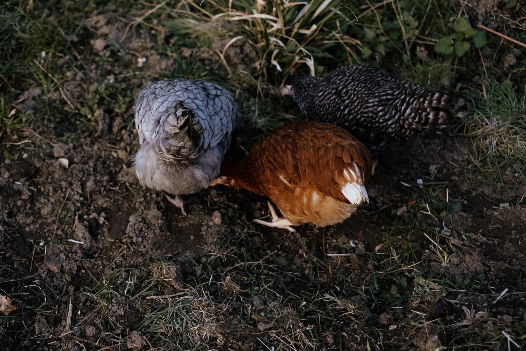 DSCF6101.jpg