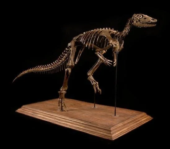 The Extraordinary Objects Dinosaur