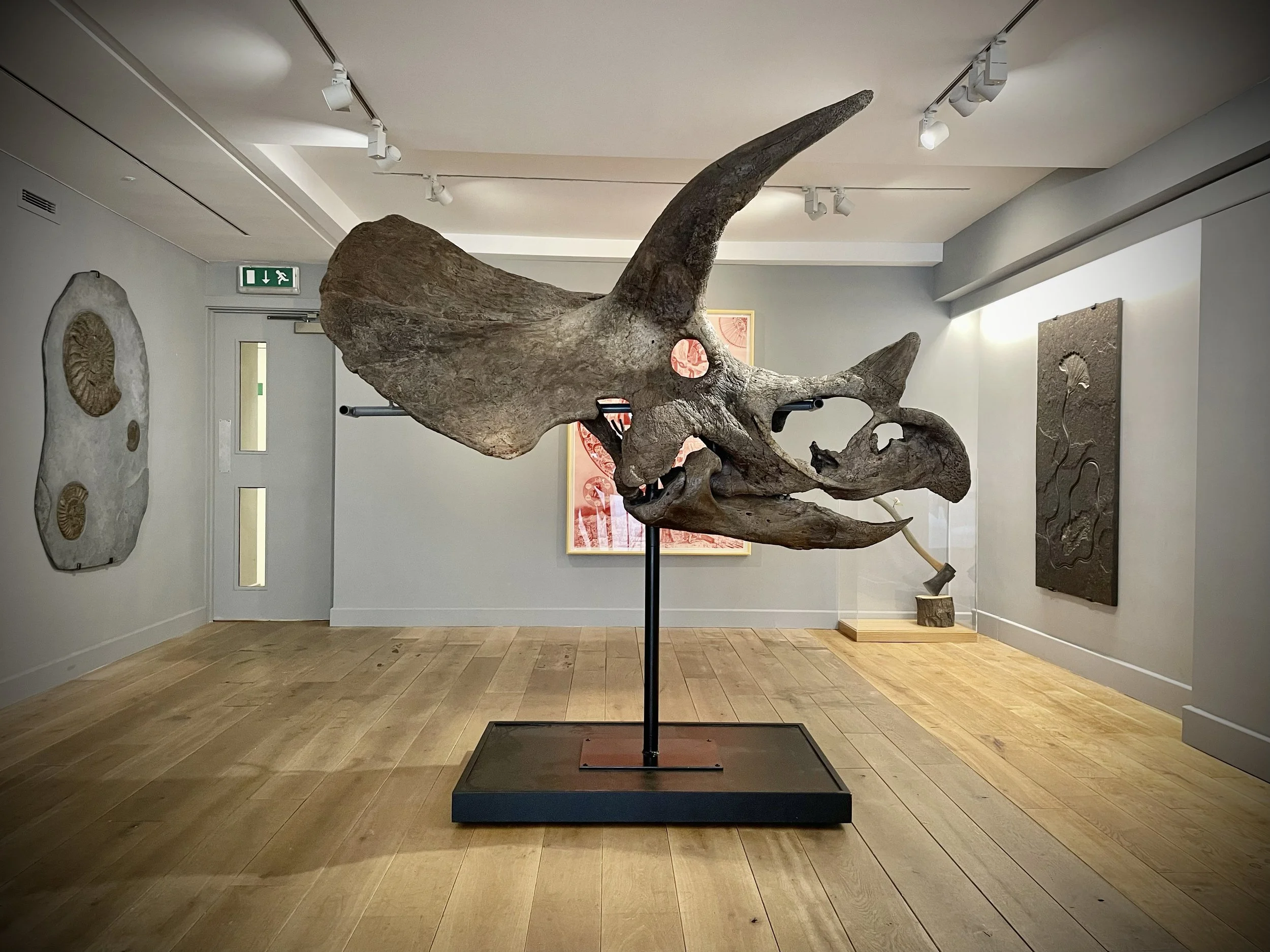 The arrival of Tracey; the 68-million-year-old Triceratops skull