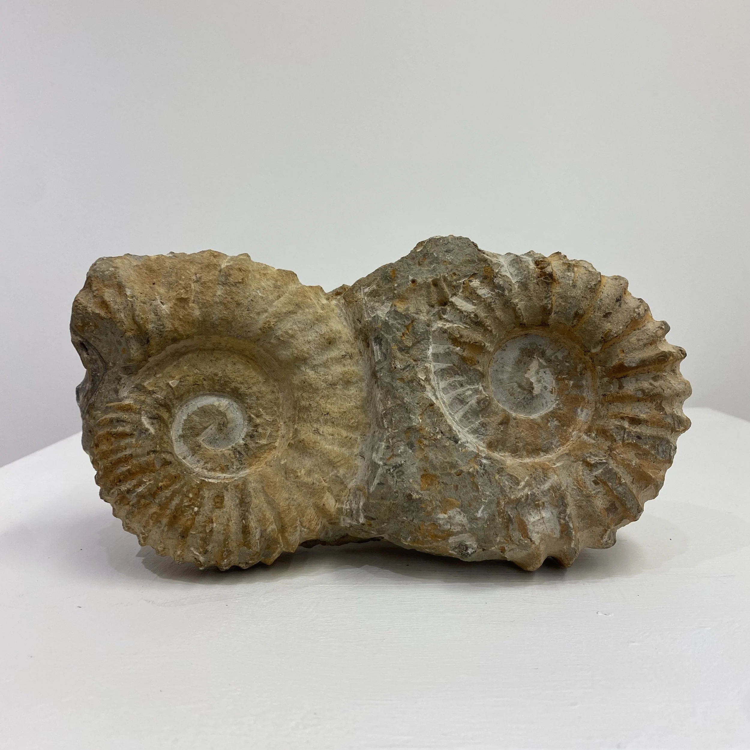Double Ammonite Fossil - £150