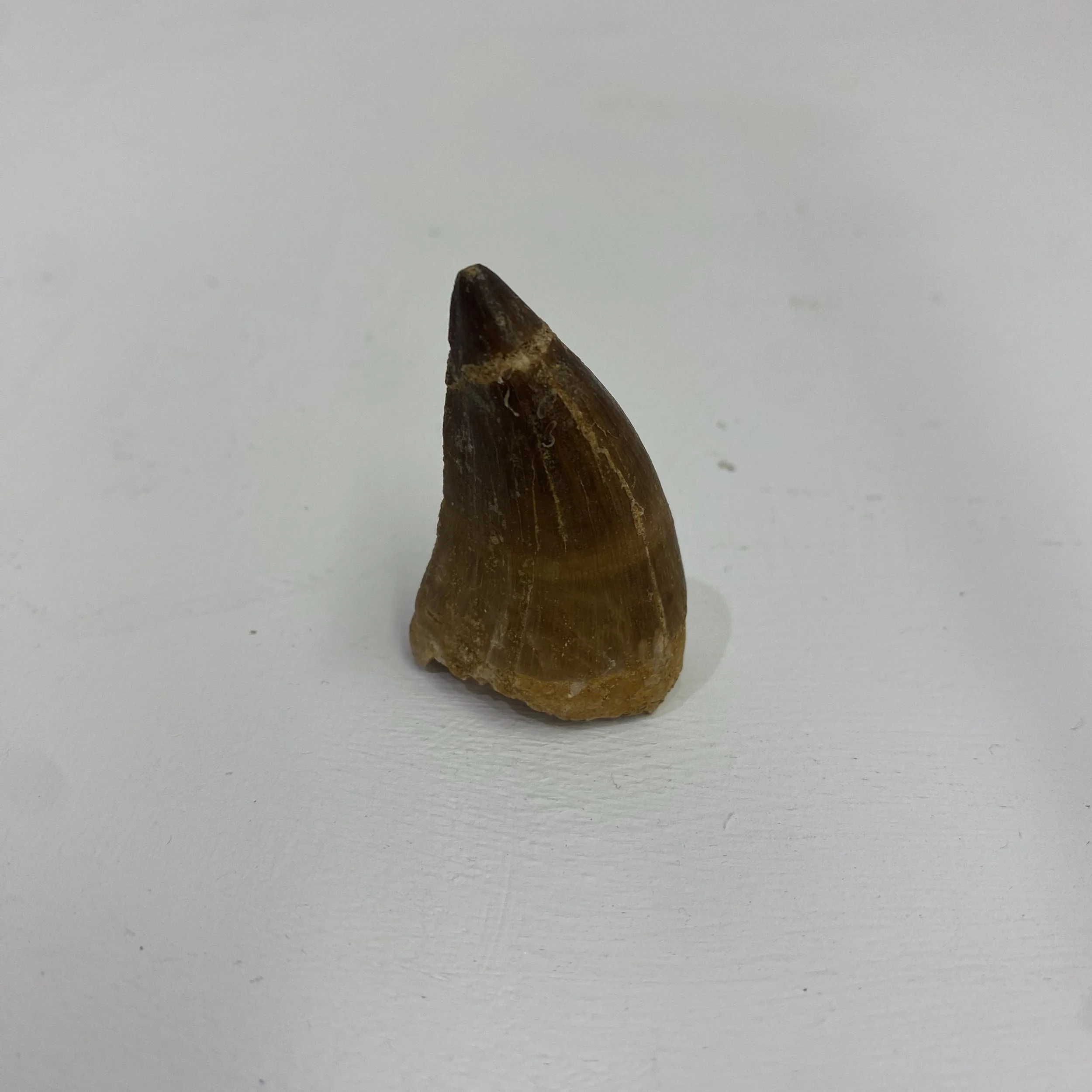 Mosasaur Teeth - £150 each