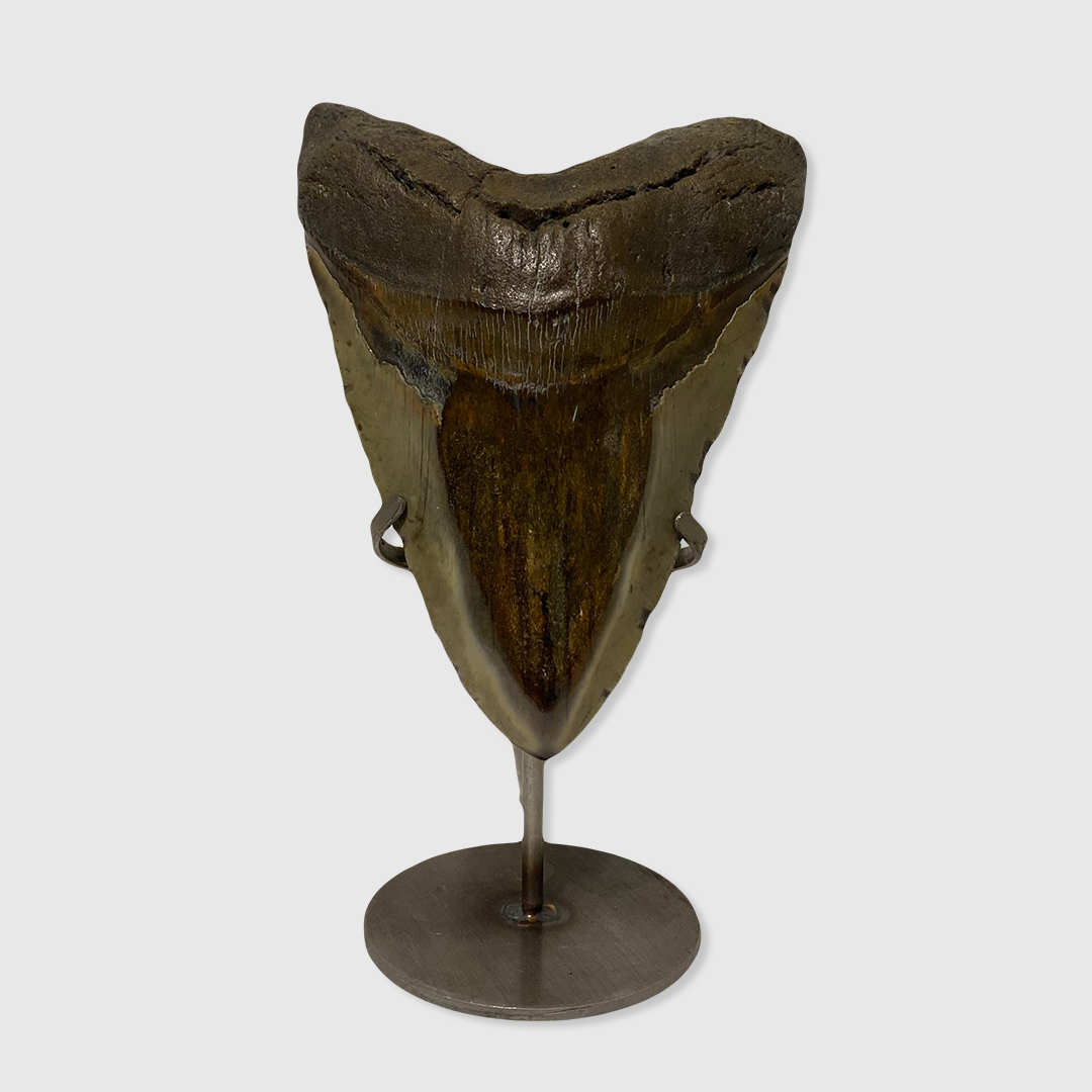 Fossilised Megalodon Shark Tooth