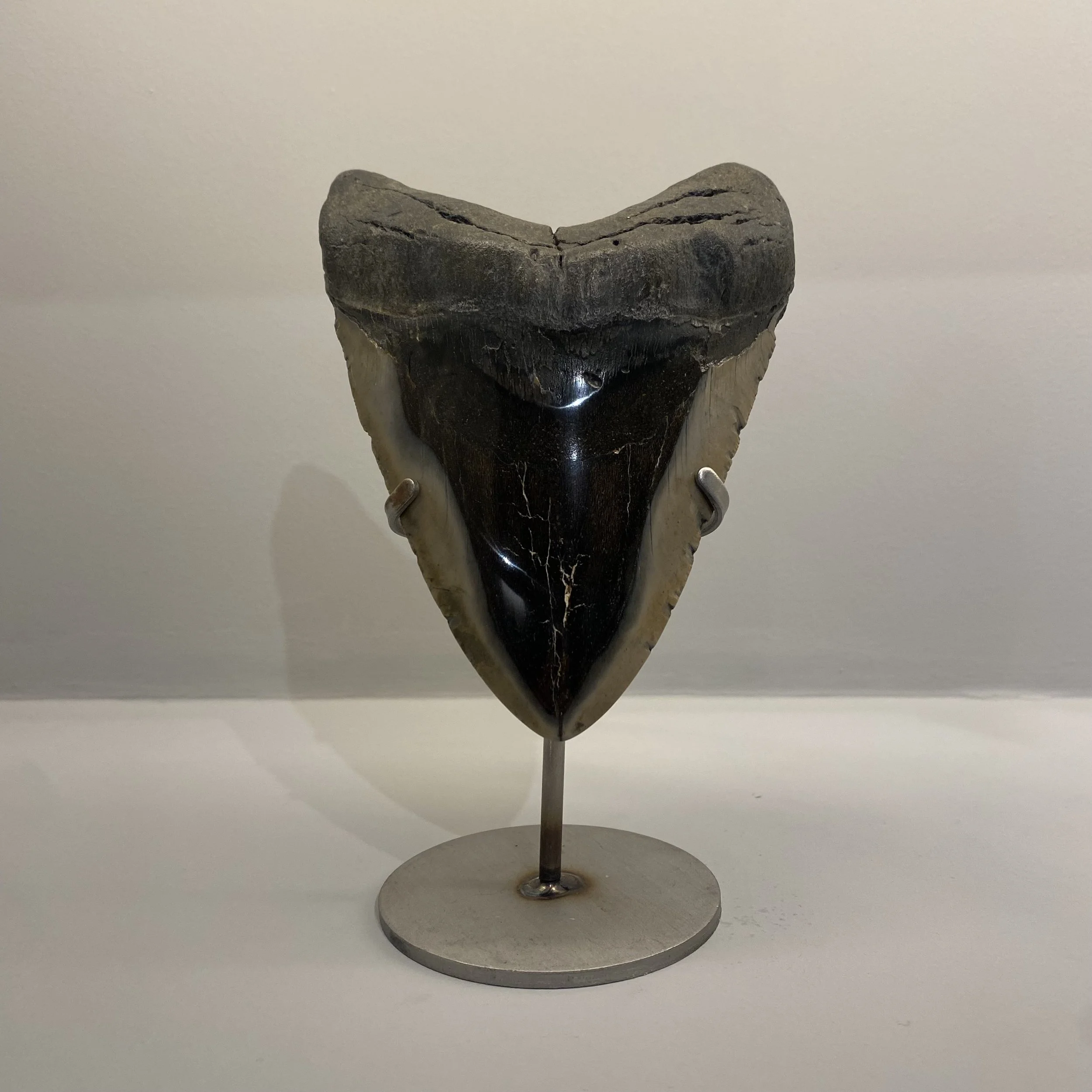 Fossilised Megalodon Shark Tooth — Extraordinary Objects