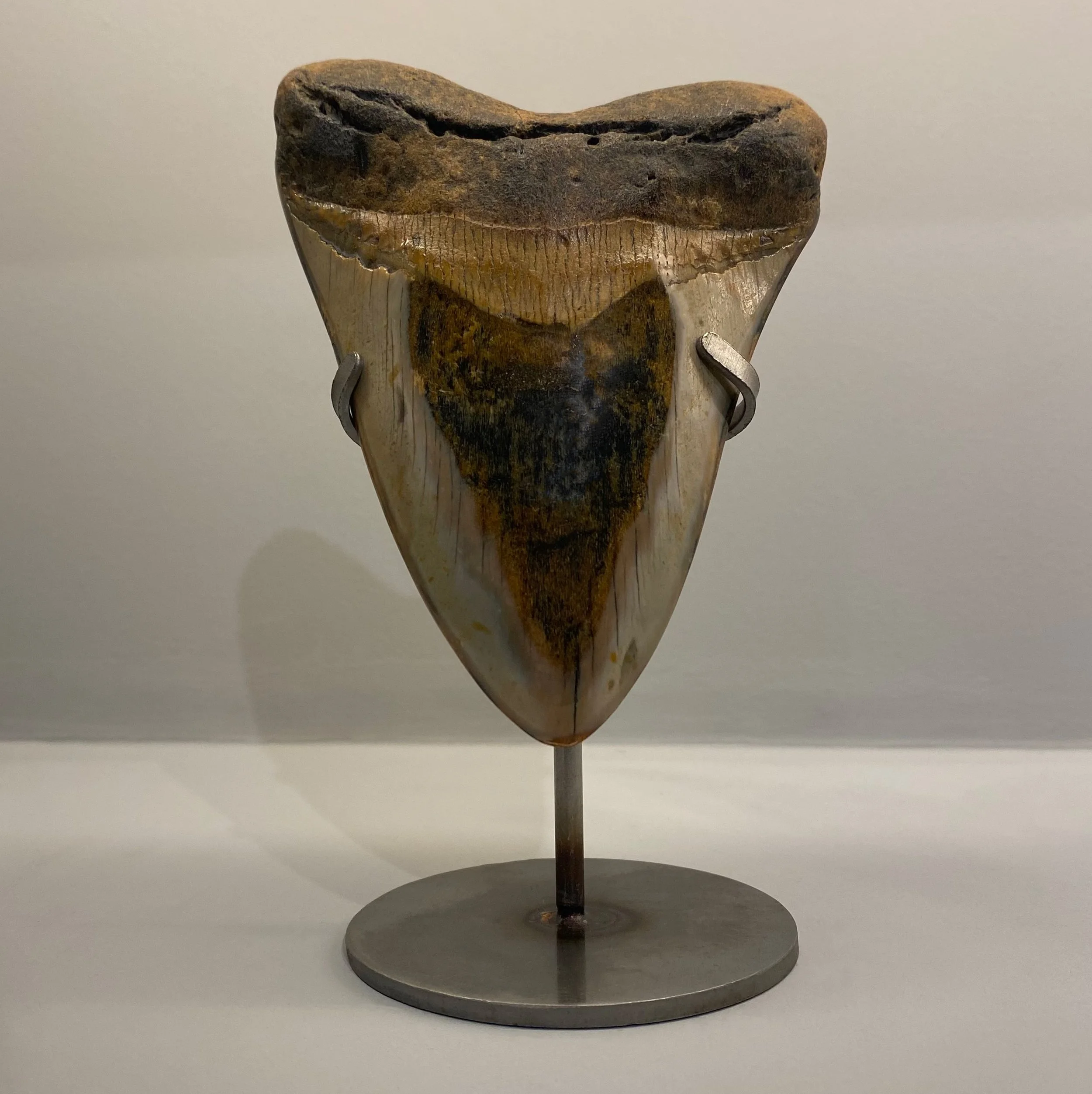 Fossilised Megalodon Shark Tooth — Extraordinary Objects