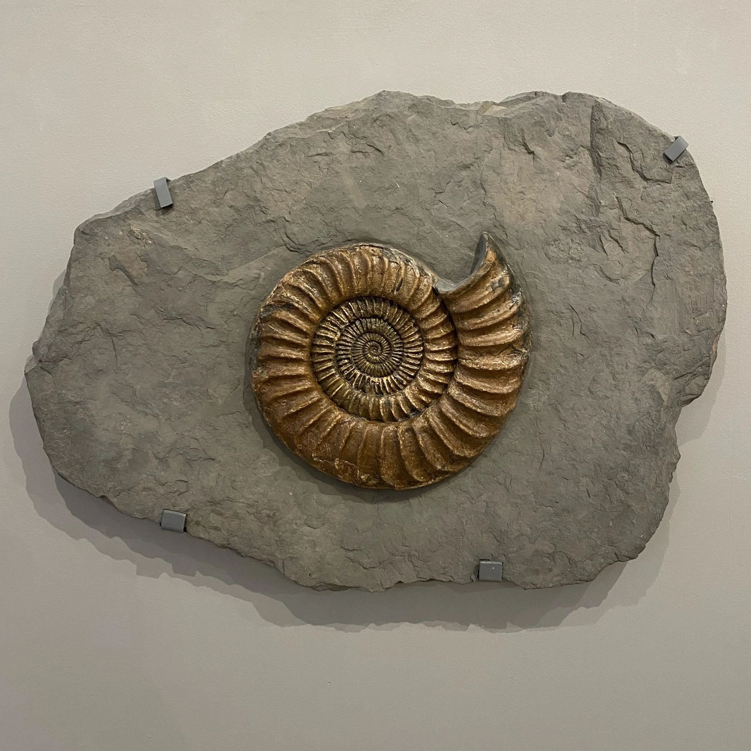 Featured in 'The Last Supper': New Fossilised Ammonite and Fish Plates