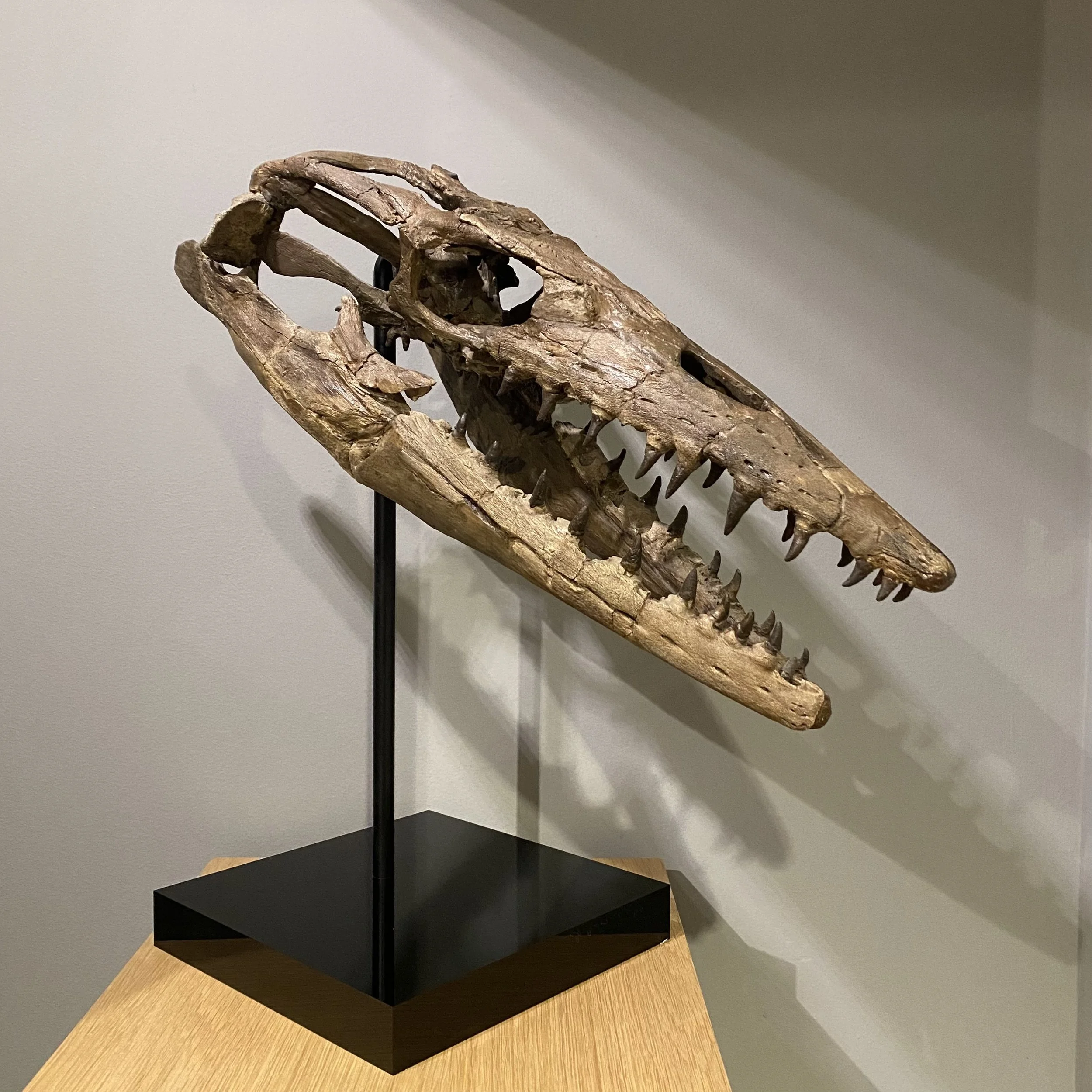 Ancient Predators: The Extraordinary Objects Collection